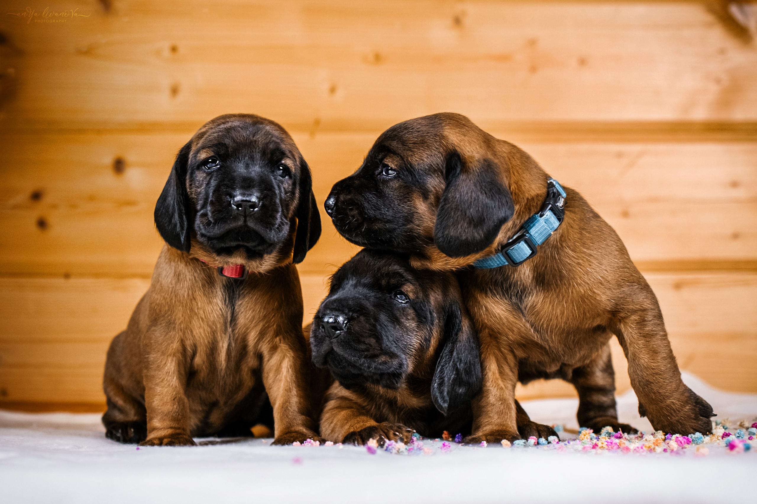 Баварчики. Фотограф анималист Аня Ливанова | Рыбинск