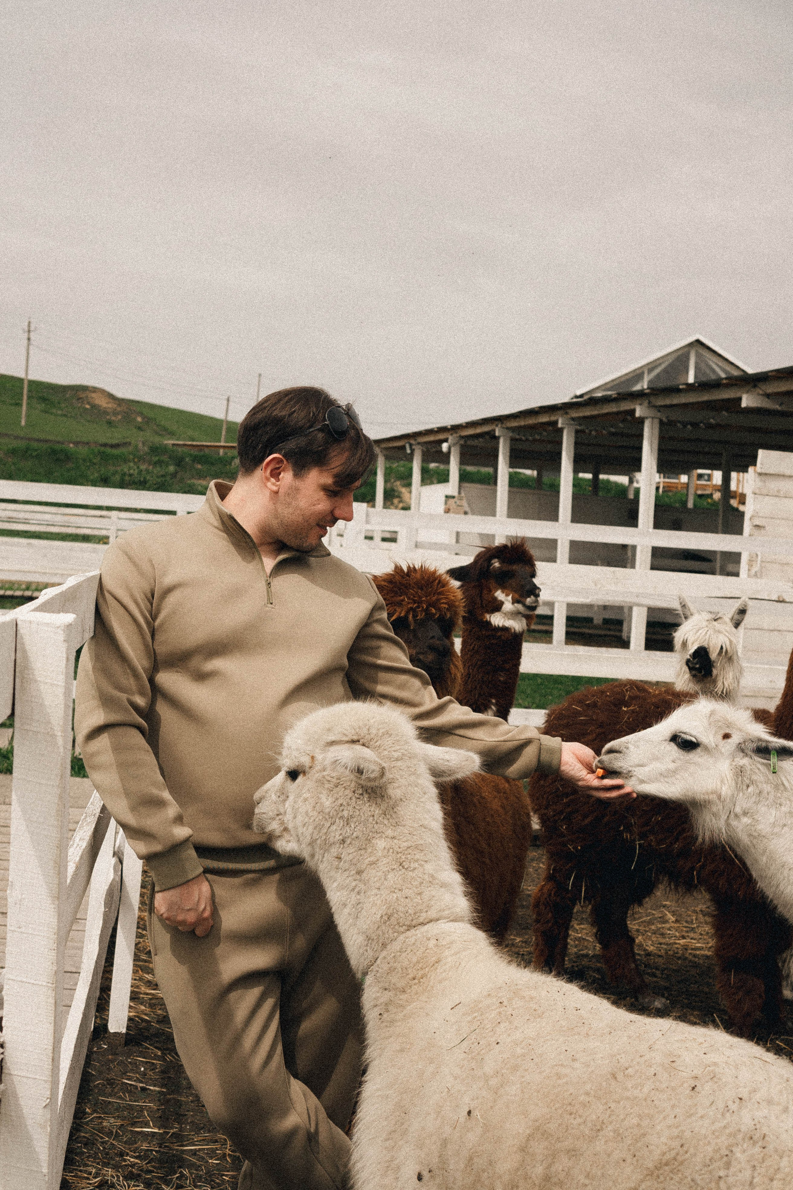 Ферма Альпак. Профессиональный фотограф, Санкт-Петербург — Виктория Богомолова