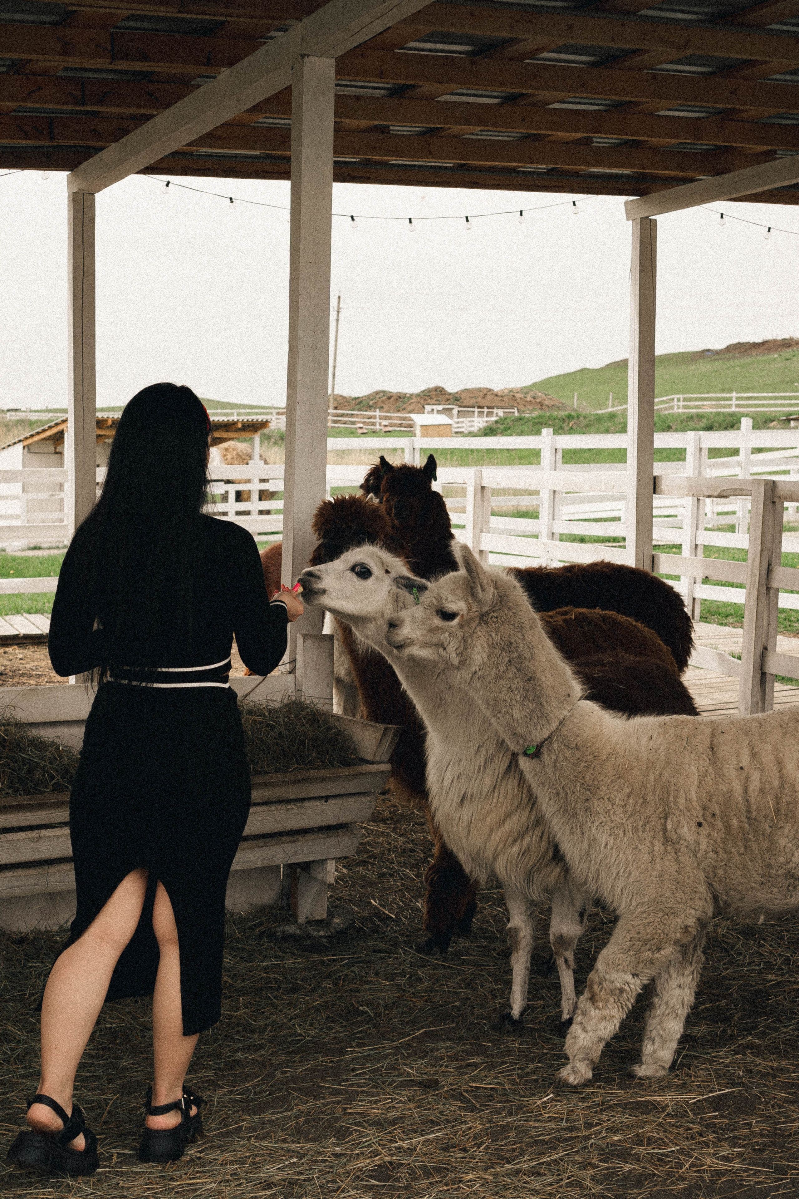 Ферма Альпак. Профессиональный фотограф, Санкт-Петербург — Виктория Богомолова