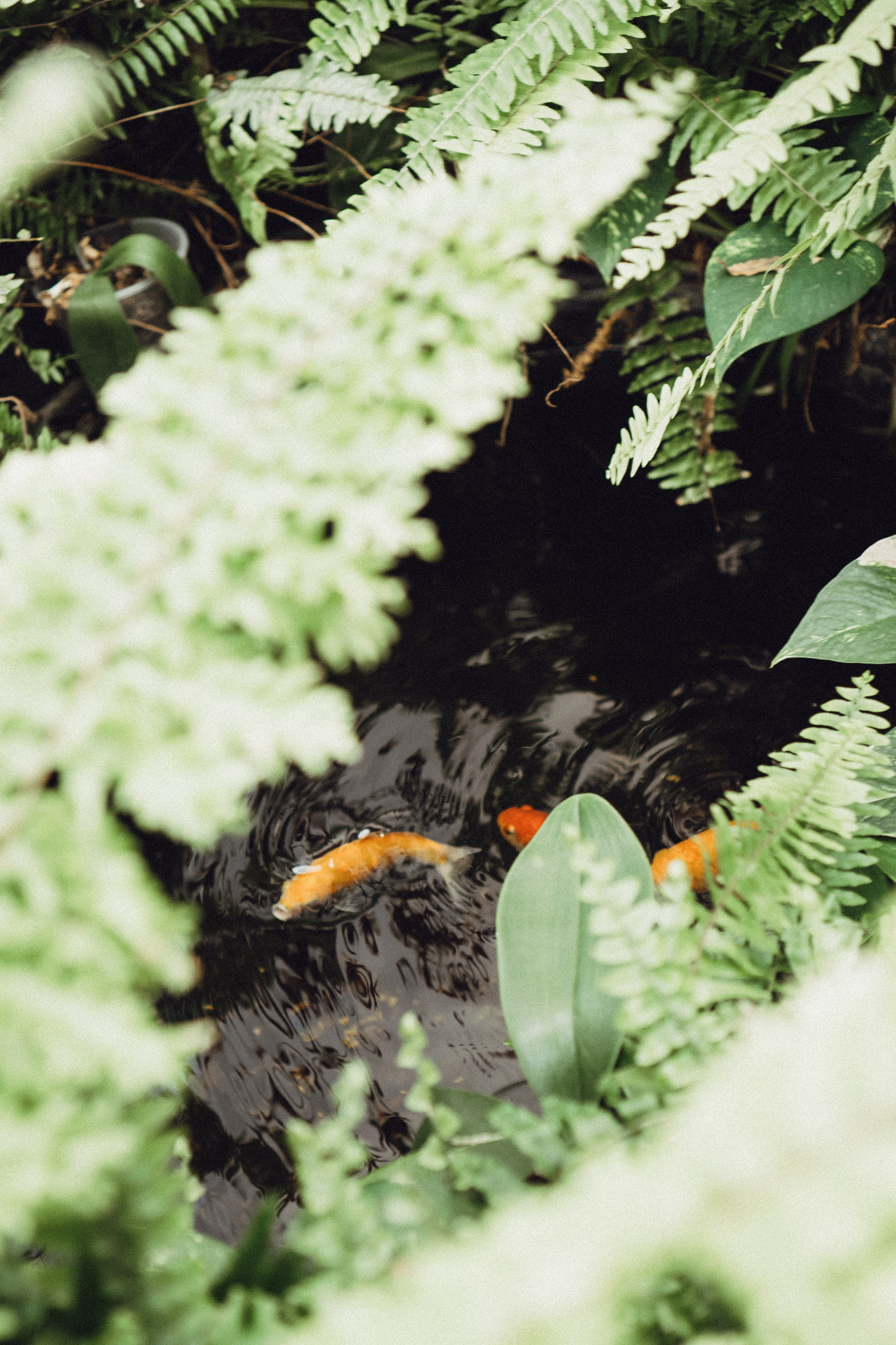 СВАДЕБНАЯ СЬЕМК В ПАРКЕ 300-ЛЕТИЯ. Профессиональный фотограф, Санкт-Петербург — Виктория Богомолова