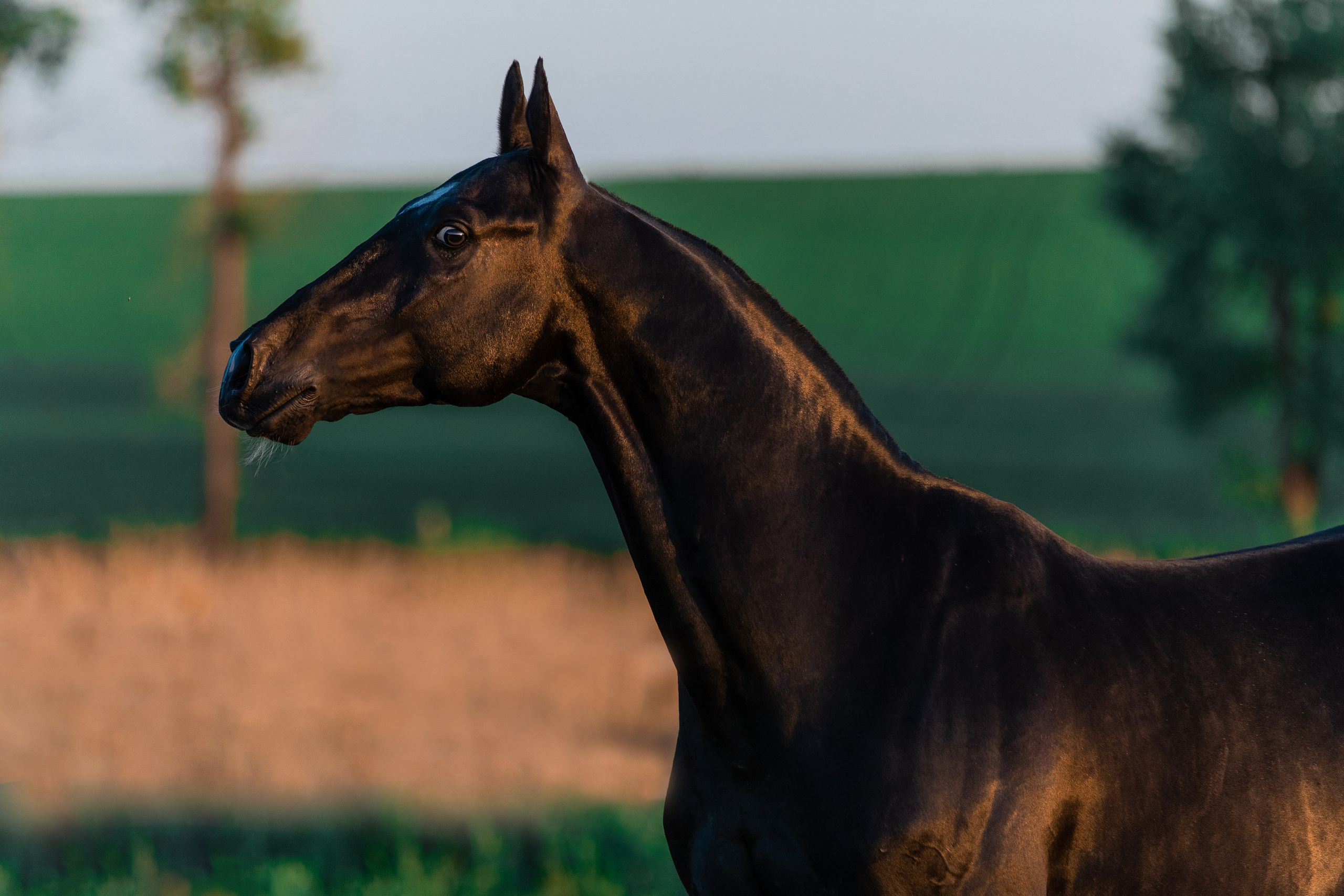 На природе. Фотограф-анималист Ксендзова Кристина