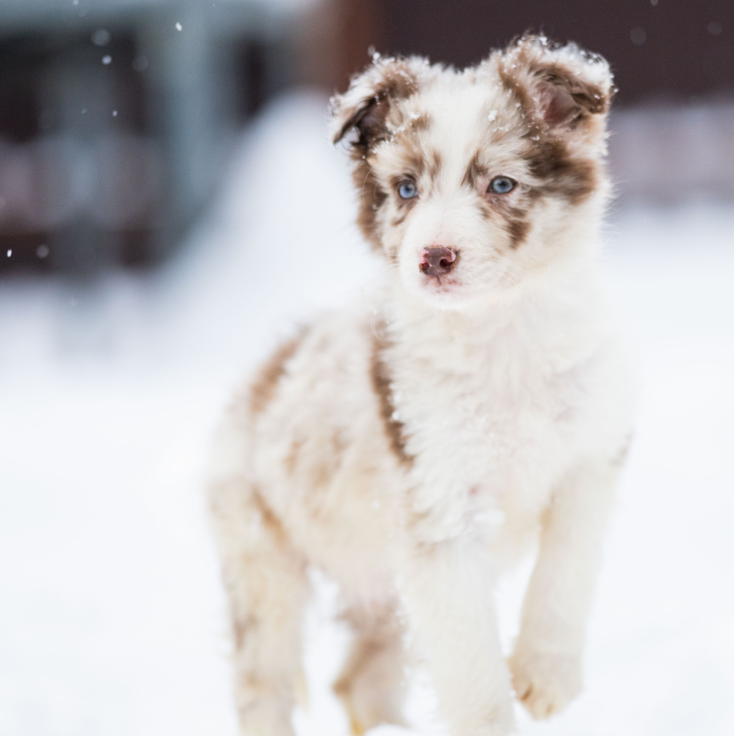 Фритсвит. Семейный фотограф Ефремова Виктория
