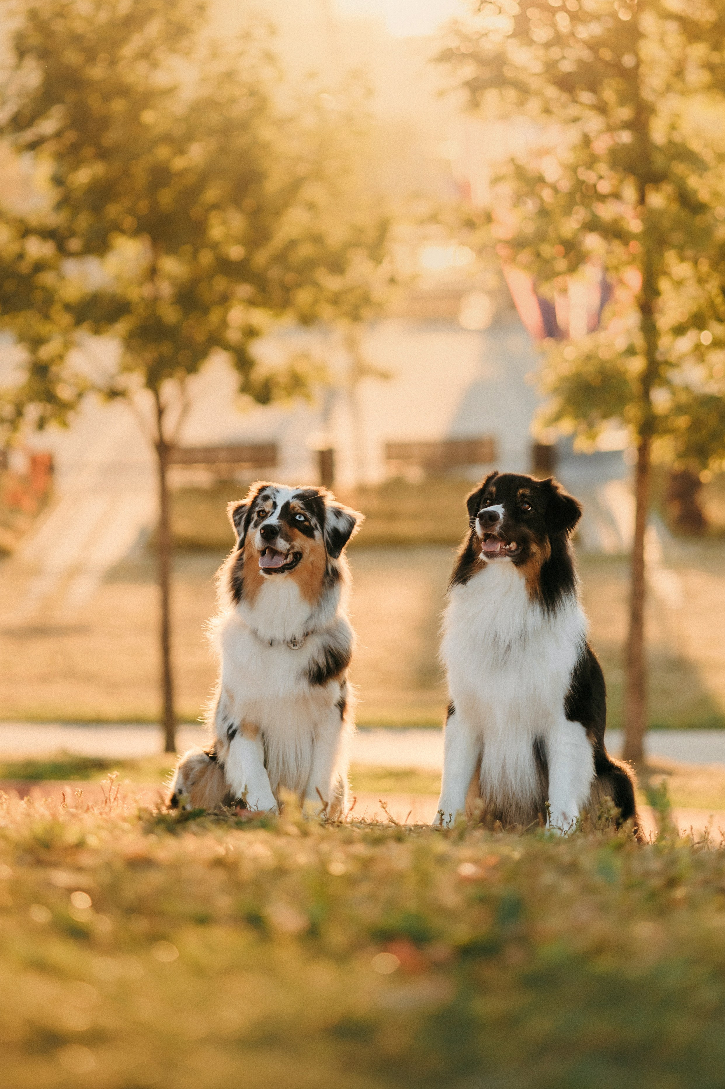 Аня, Чарли и Ева. Фотограф-анималист Елена Радченко, Москва