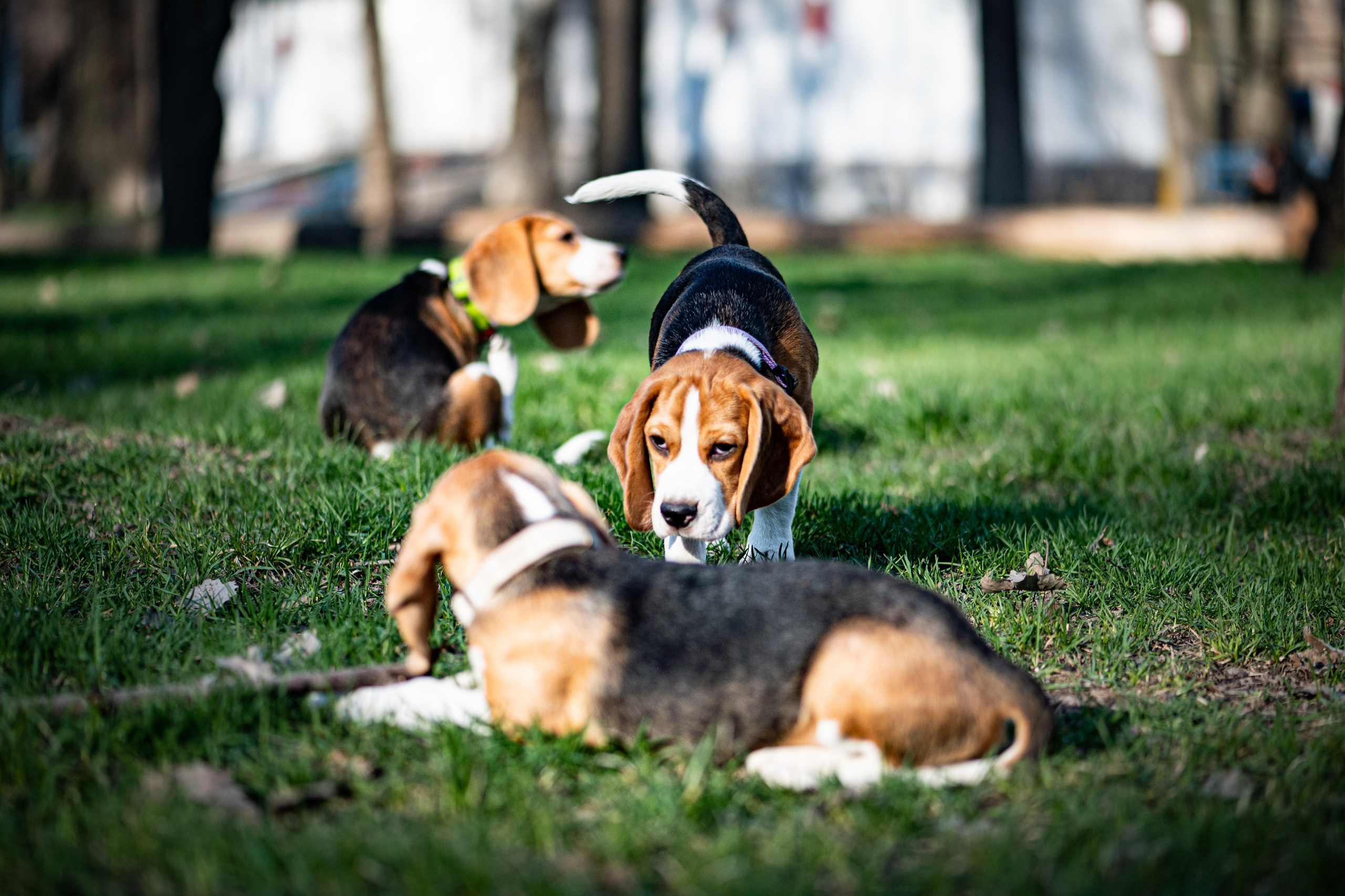 Зверье. Elnora Atnagulova Foodphotography