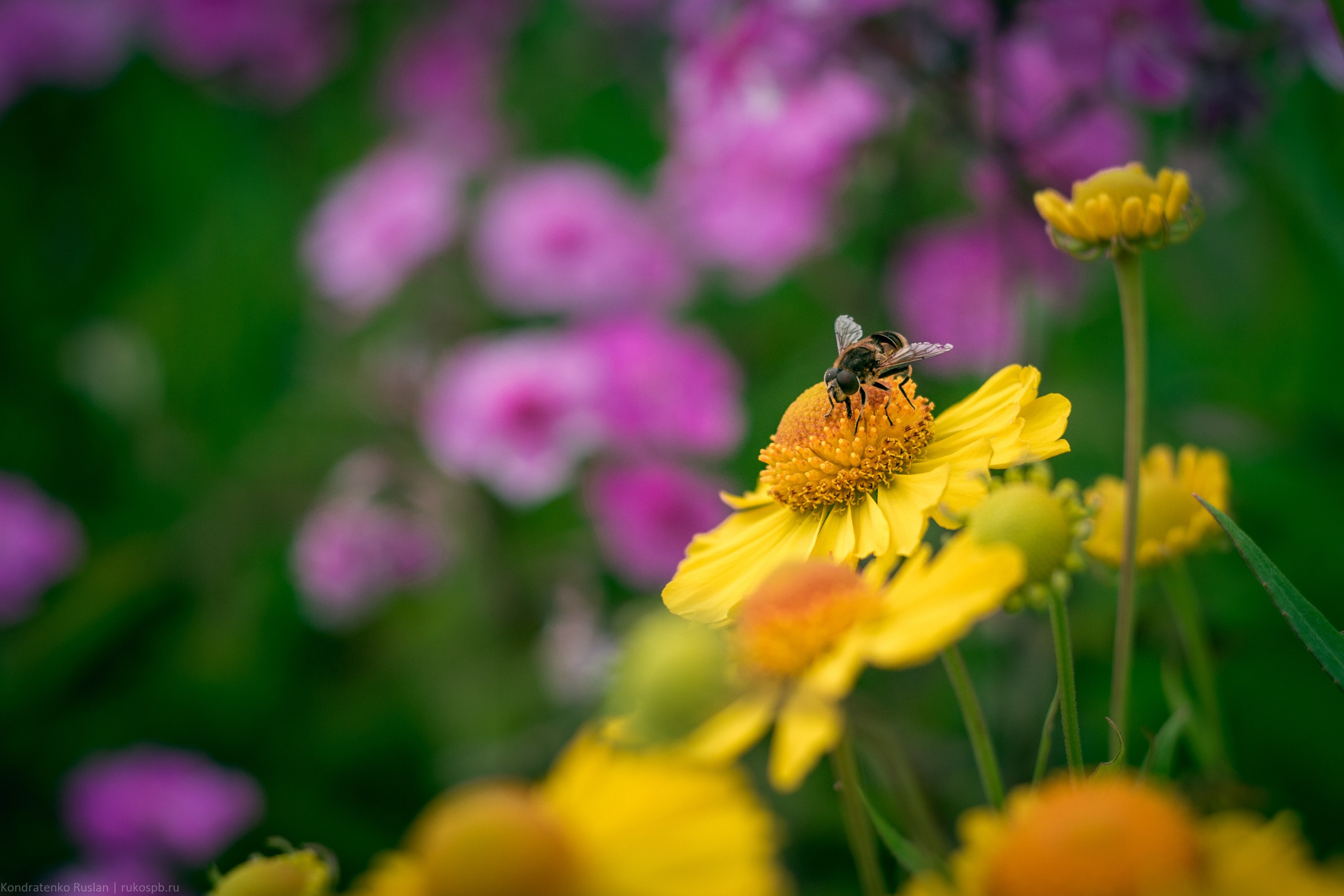 Ленинградская область. Архитектурный и пейзажный фотограф Кондратенко Руслан, Санкт-Петербург