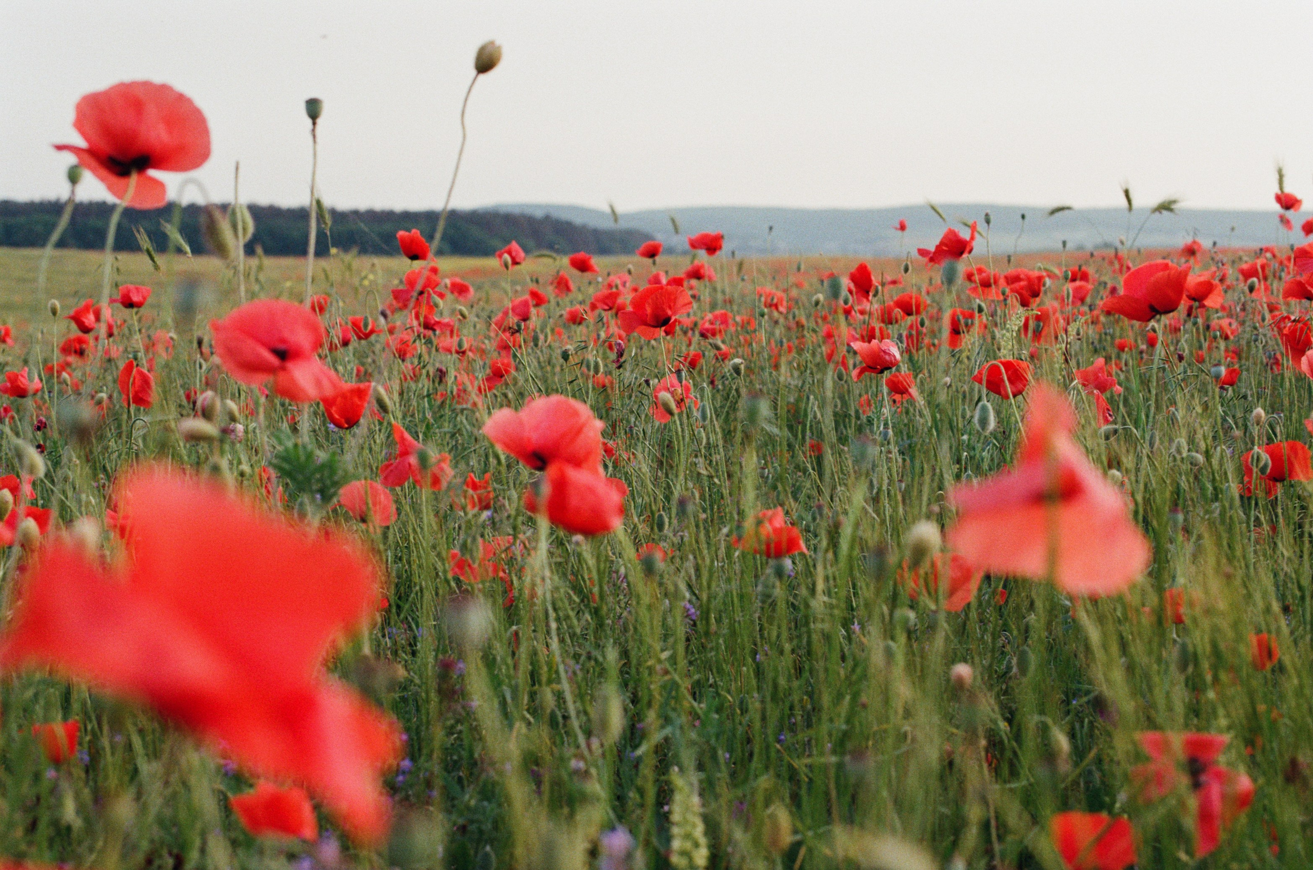 Silent running // ukraine, crimea IV. EVER EXPOSED