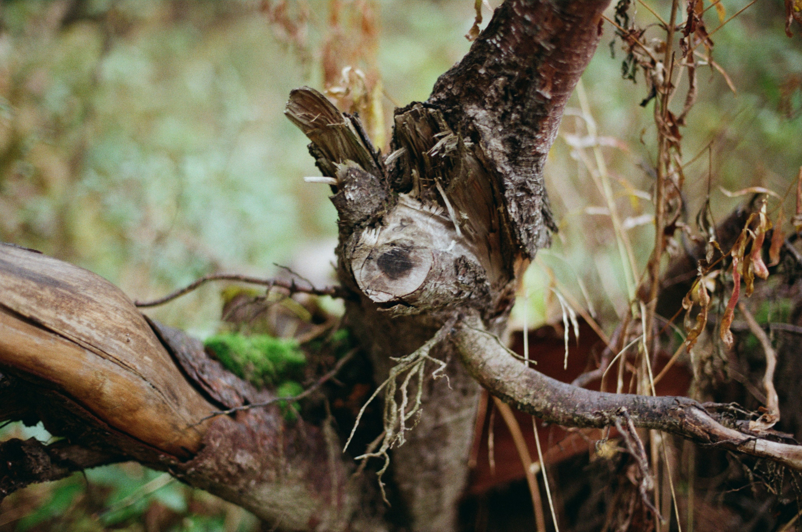 Golden brown. EVER EXPOSED