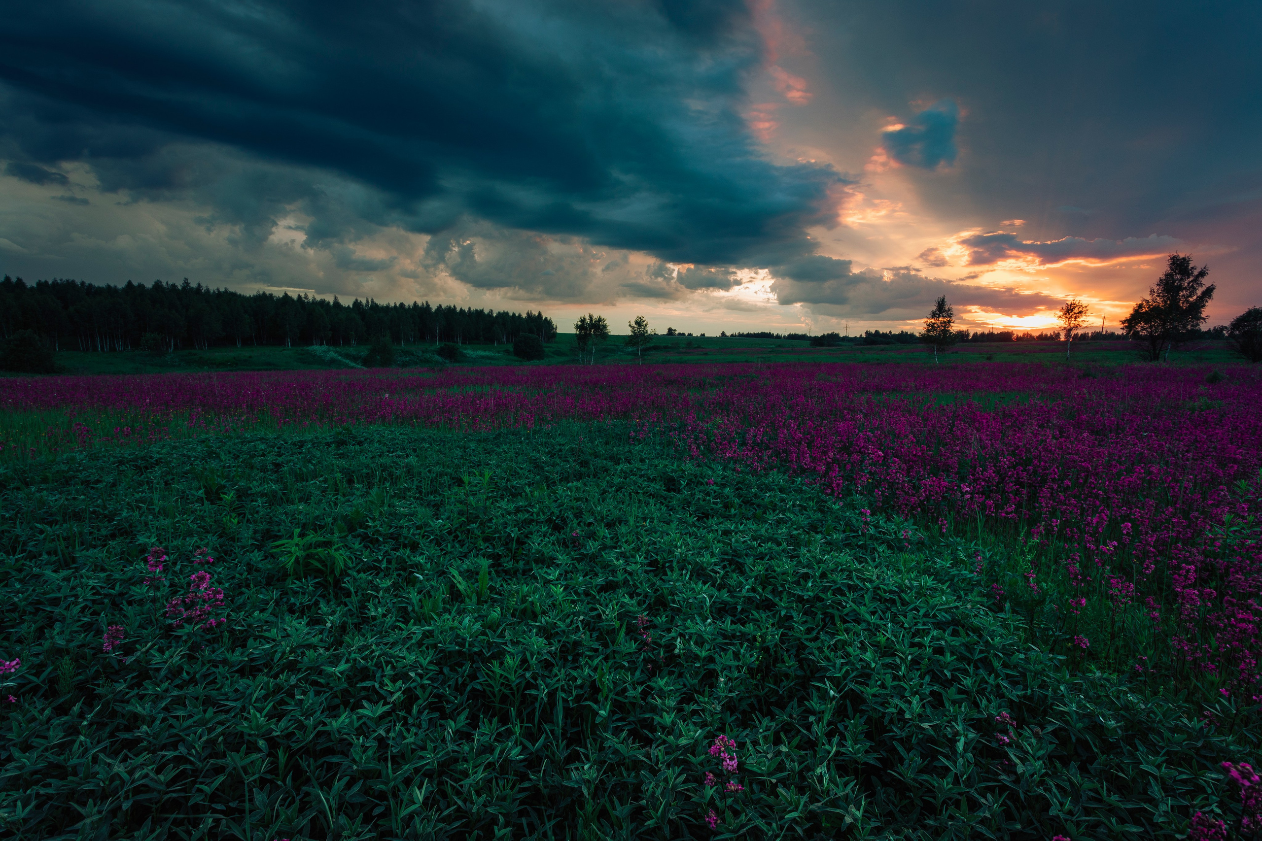 Поля. Смолка клейкая. Николай Брытков — фотограф в Туле