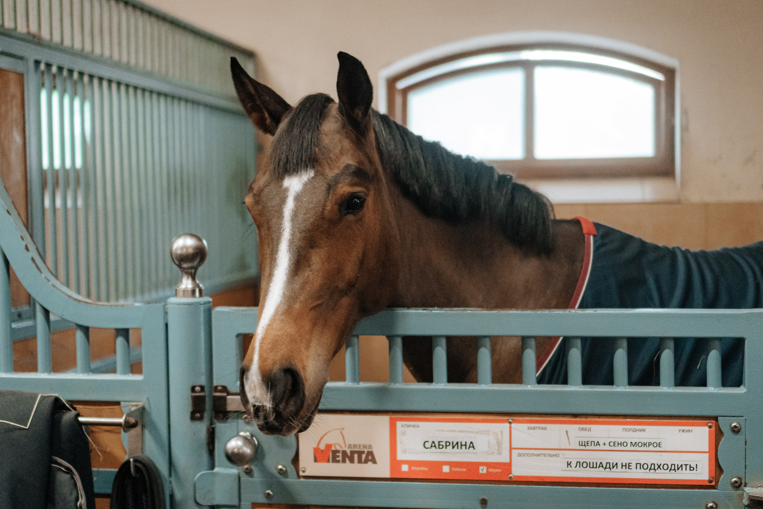 Евгения. Конный клуб. Портретный фотограф в Санкт-Петербурге Дмитриева Наталия
