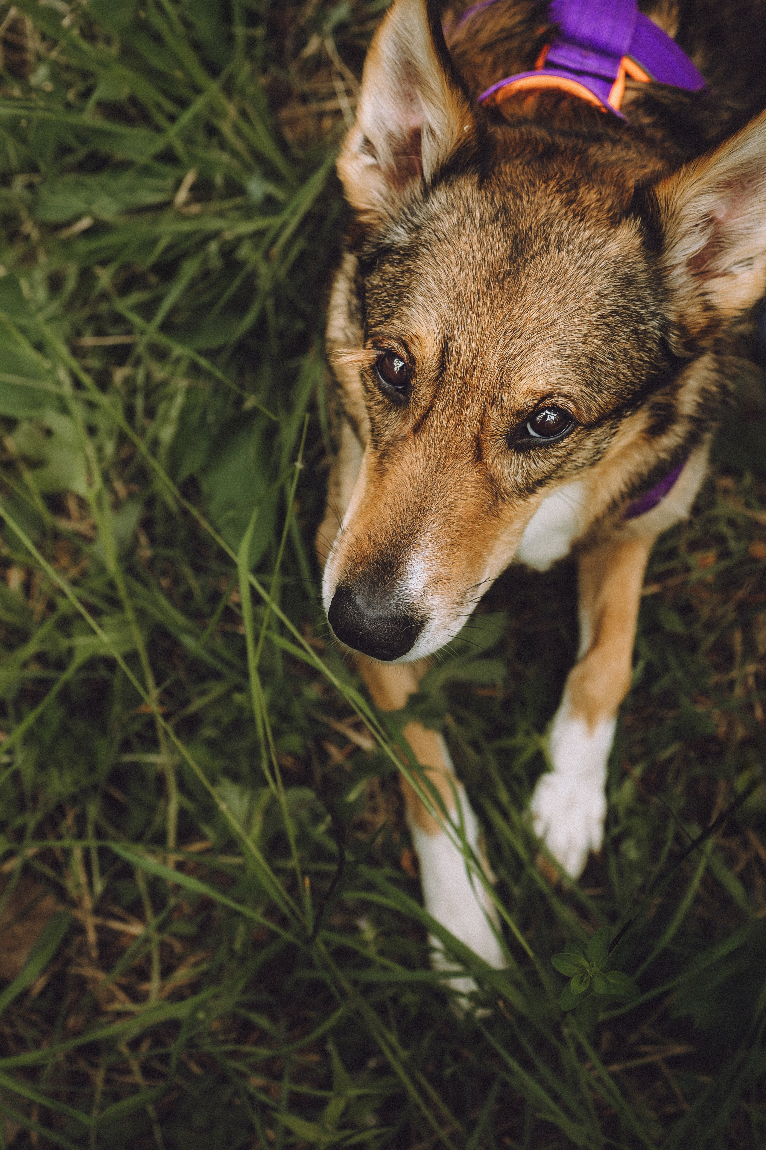 Груша, Данни, Фунтик и их семья