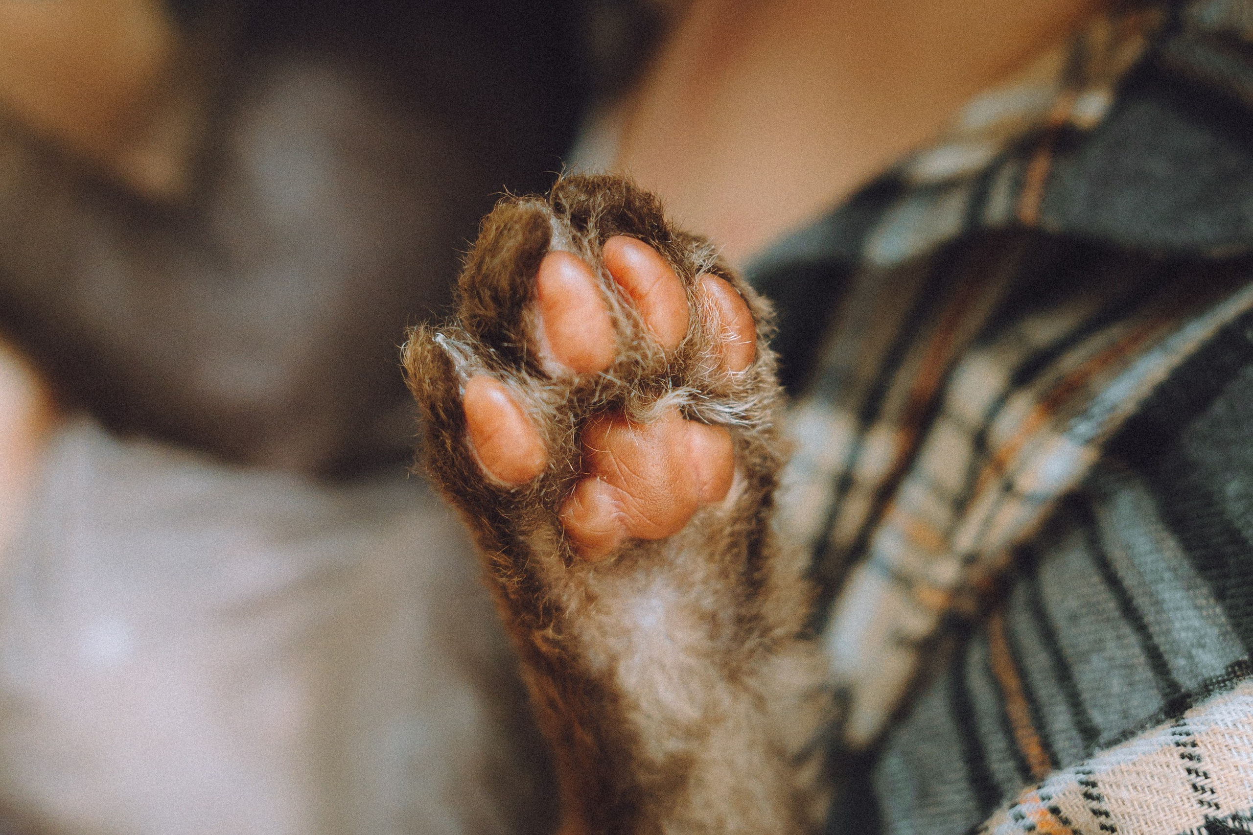 Кокос, Света, Динара и Вилли