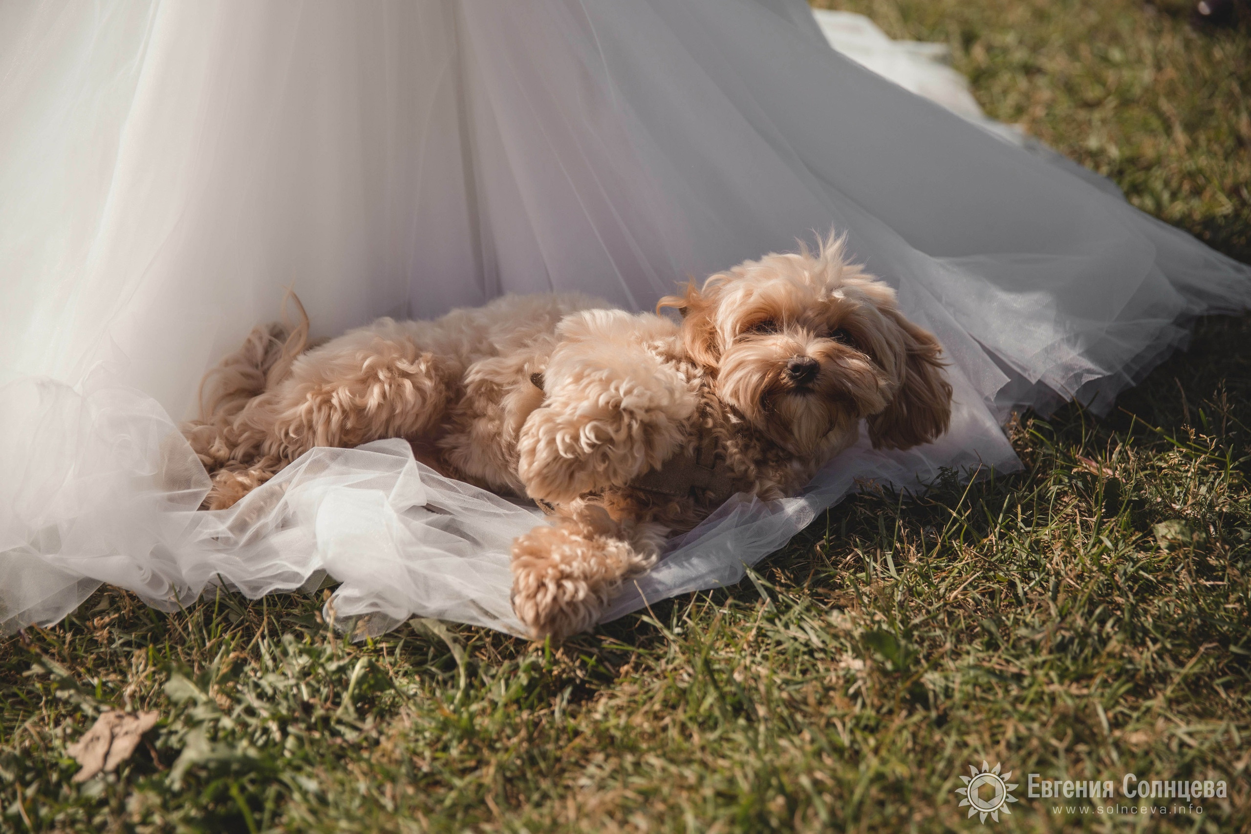 Свадебный фотограф в Санкт-Петербурге - портфолио. Свадебные серии. Фотограф в Санкт-Петербурге, — Евгения Солнцева