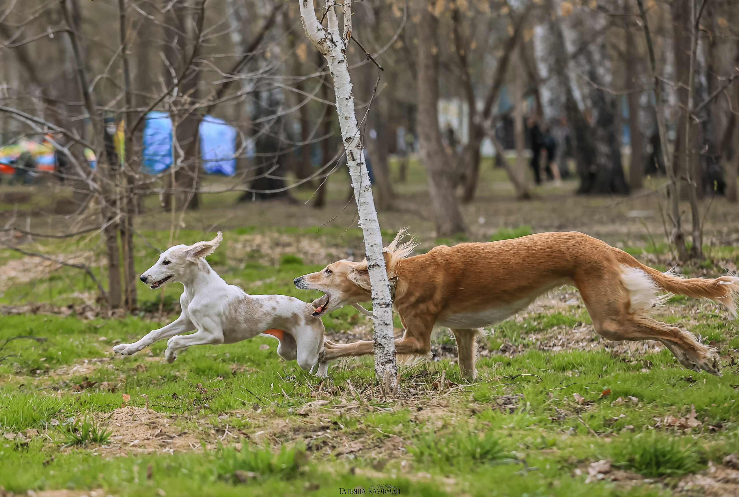 Салюки, фотография салюки, красивая собака, фотограф анималист, фотокурс Анималистика, научиться фотографировать собак, фотограф Новосибирск