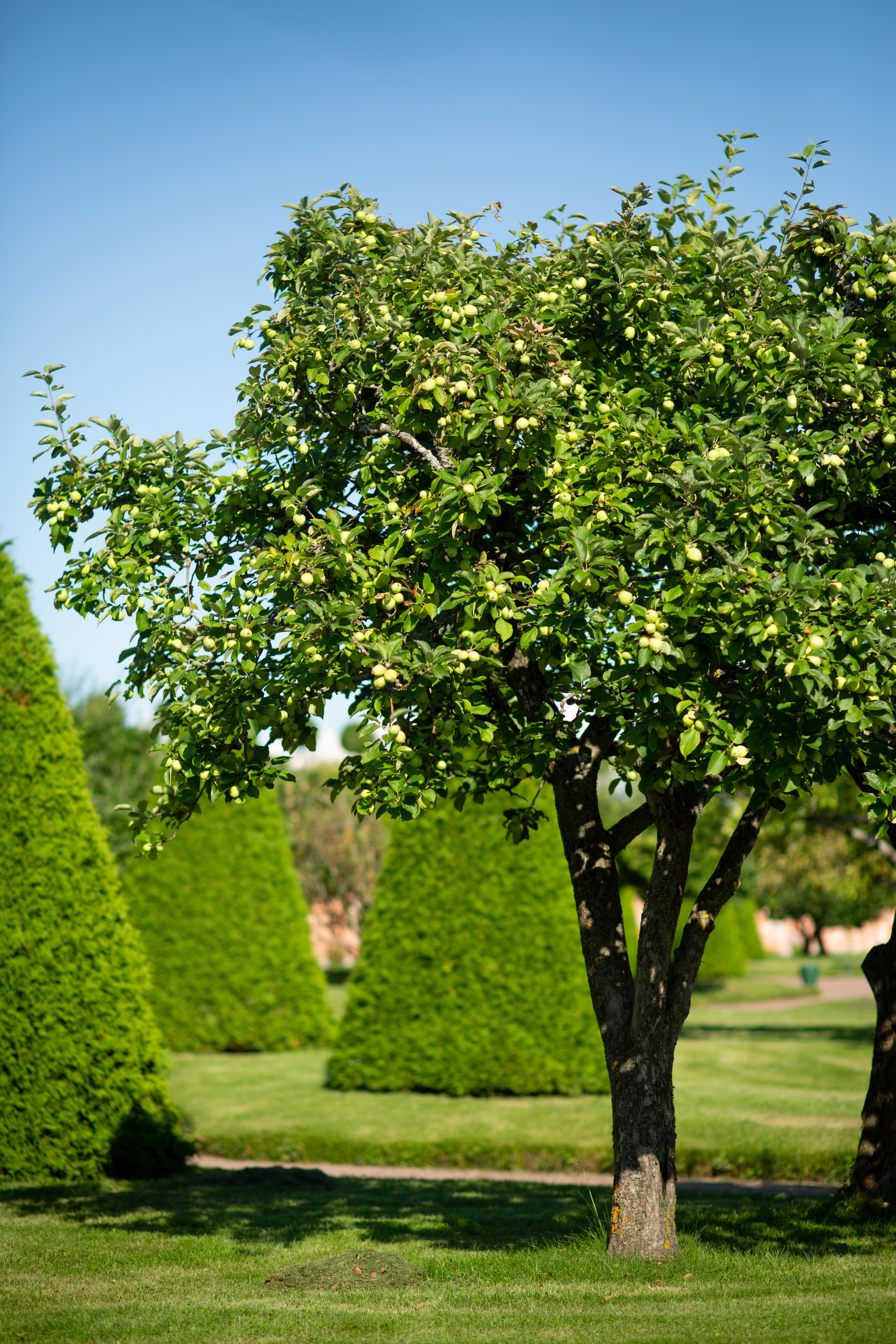 Петергоф. Фотограф в г. Сургуте Марина Киприна
