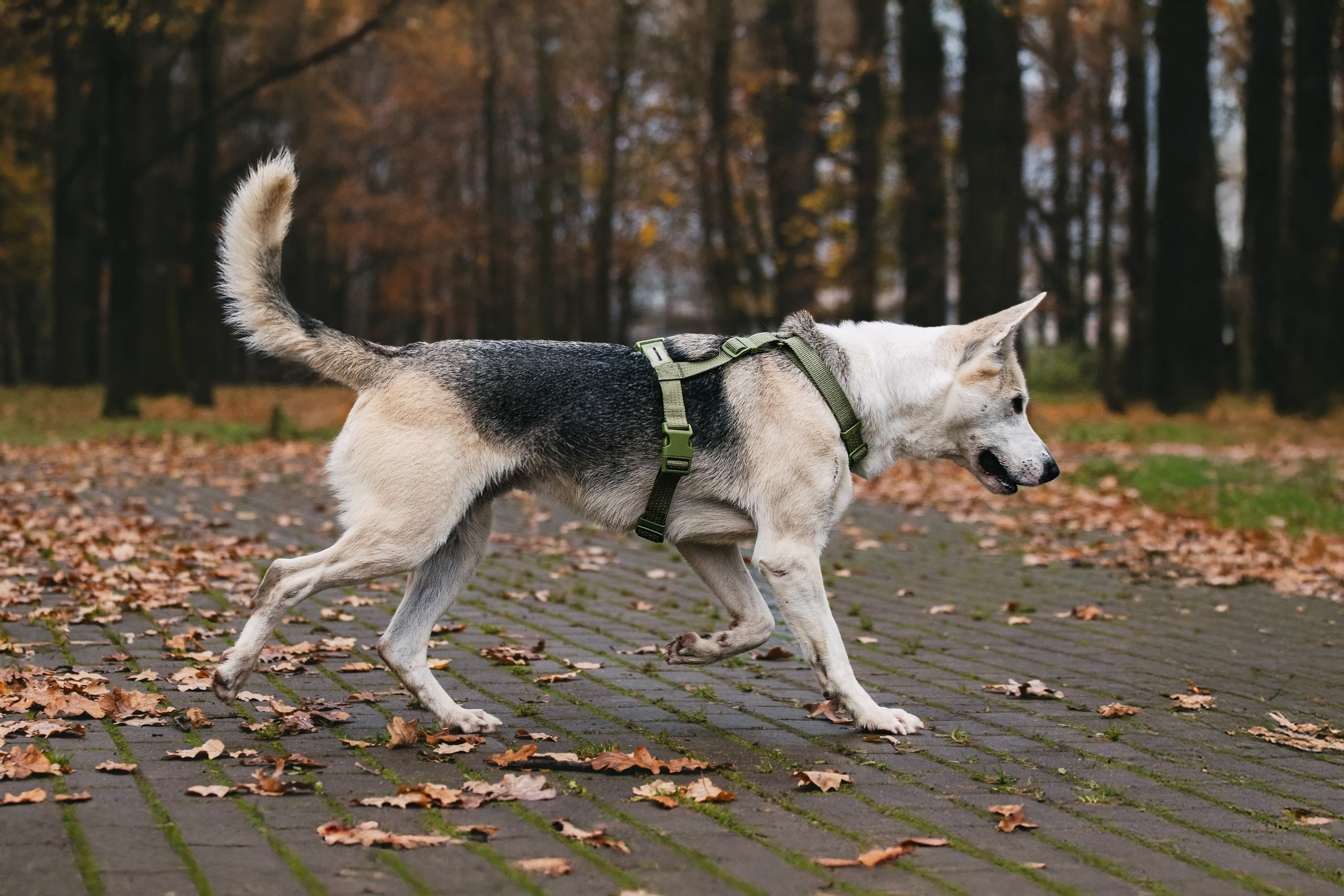 Собаки из приюта Дубовая роща осень 2025. Фотограф-анималист Татьяна Степанова
