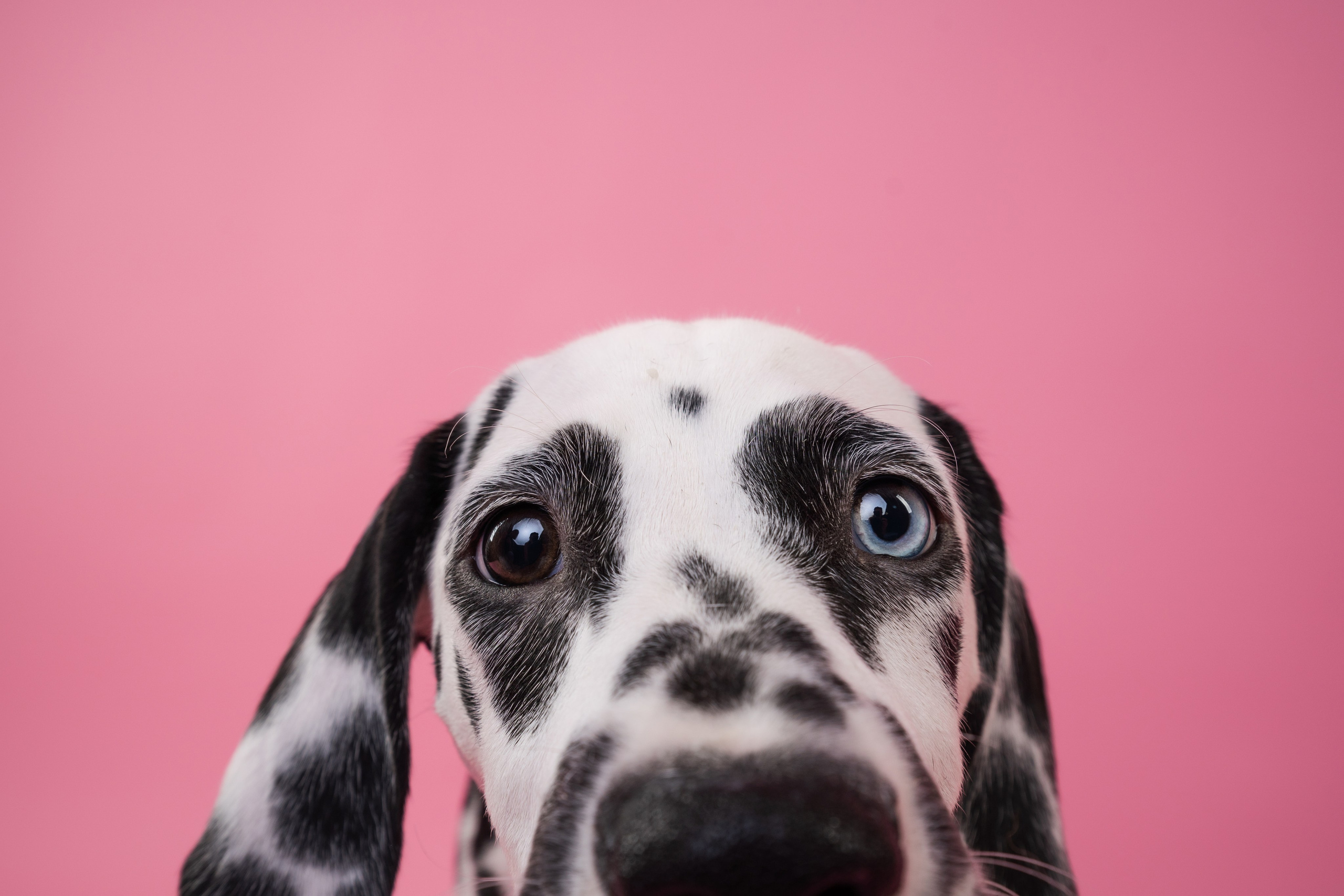 Далматин Одри. Фотограф анималист Осипчикова Мария