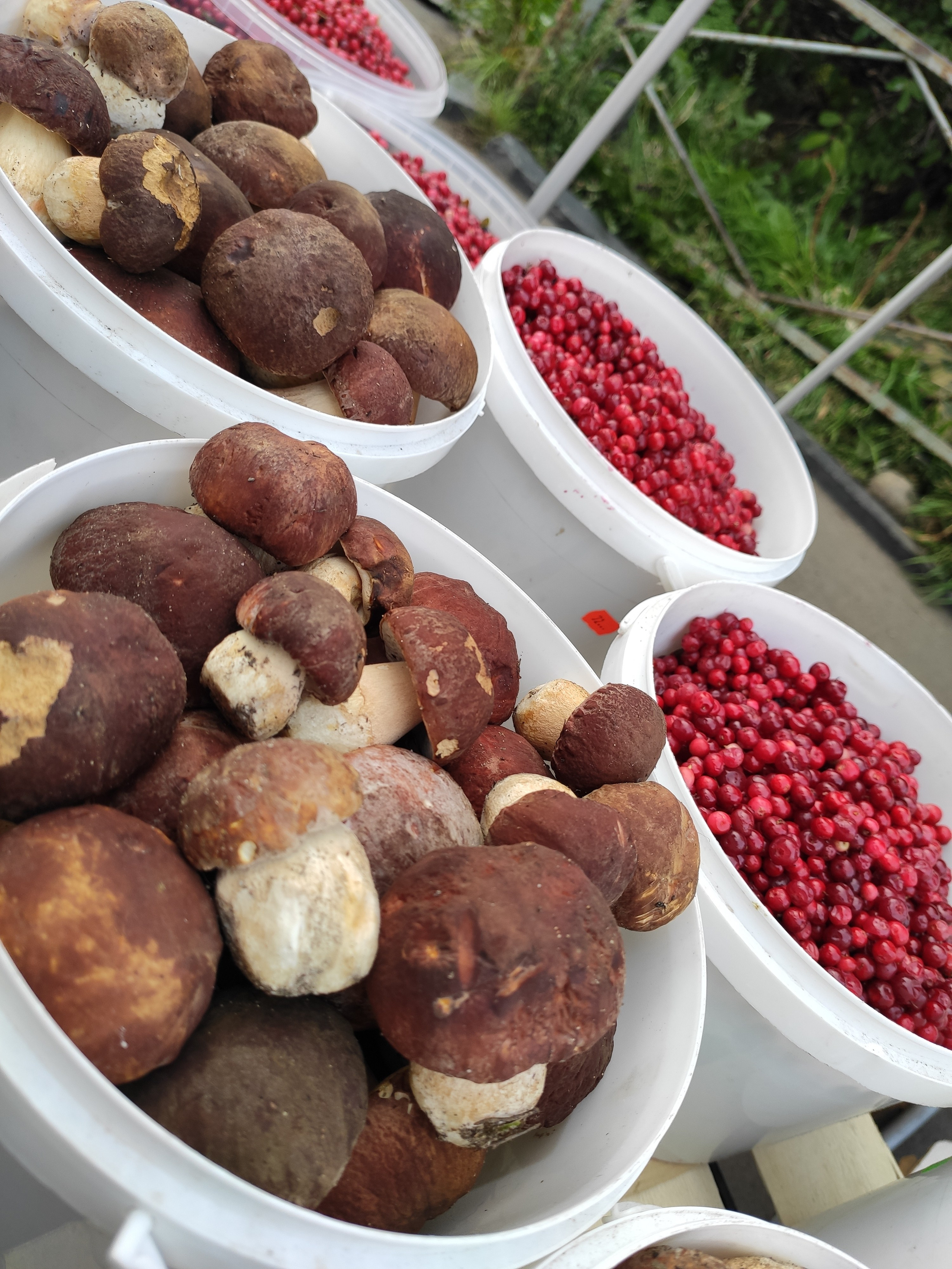 Дары природы. Жаль, до дома еще длинный путь