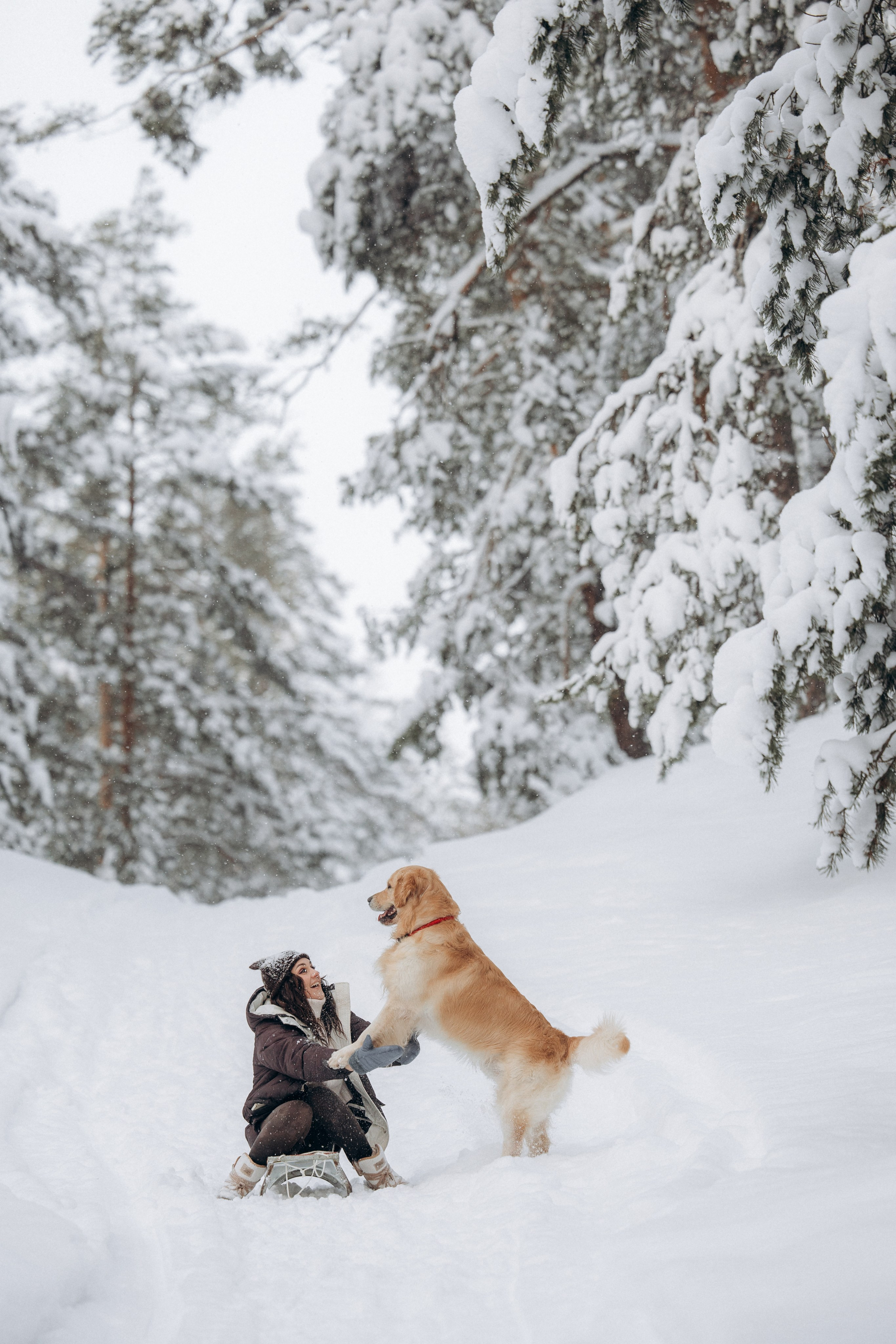 Зимняя история, Света и Чарли. Фотограф анималист в Казани Алина Сулейманова. Фотограф животных