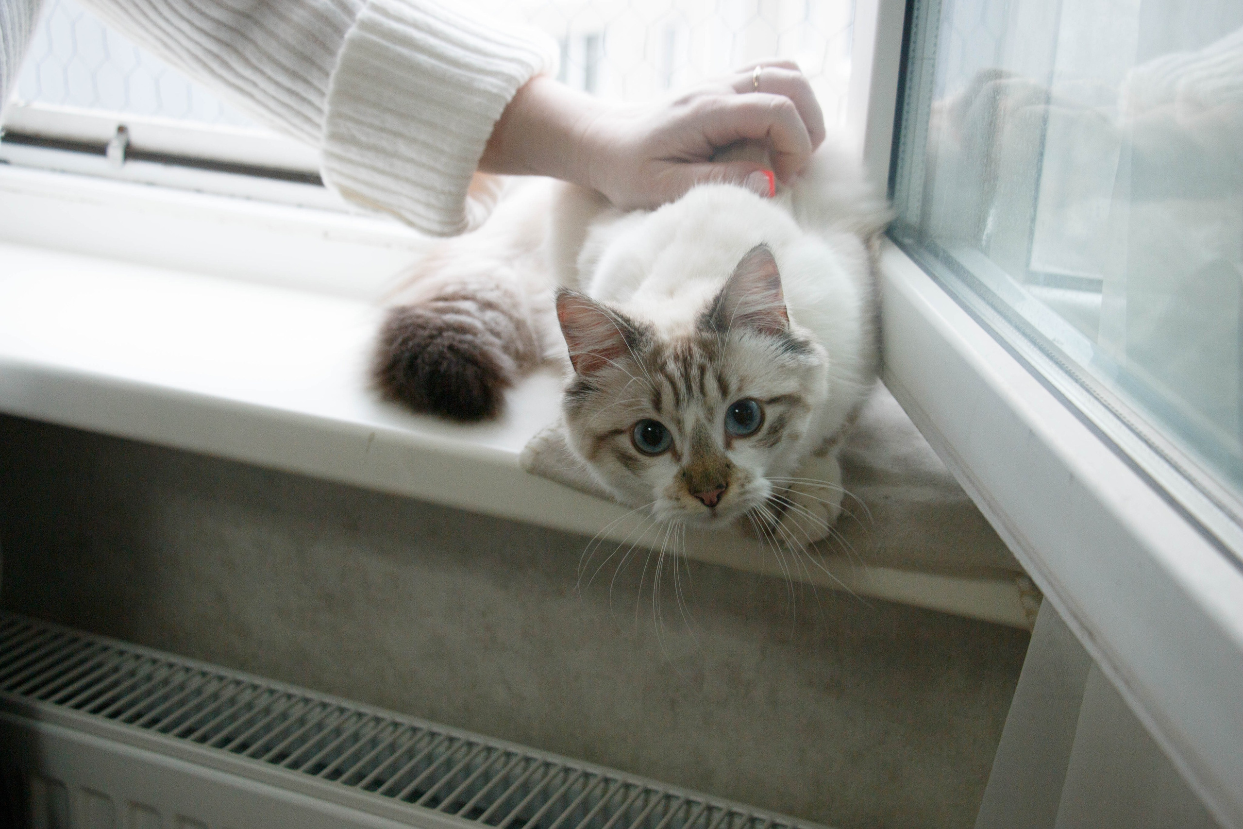 Kristina & Miya. Бережно сохраняю ваши чувства и истории на своих фотографиях