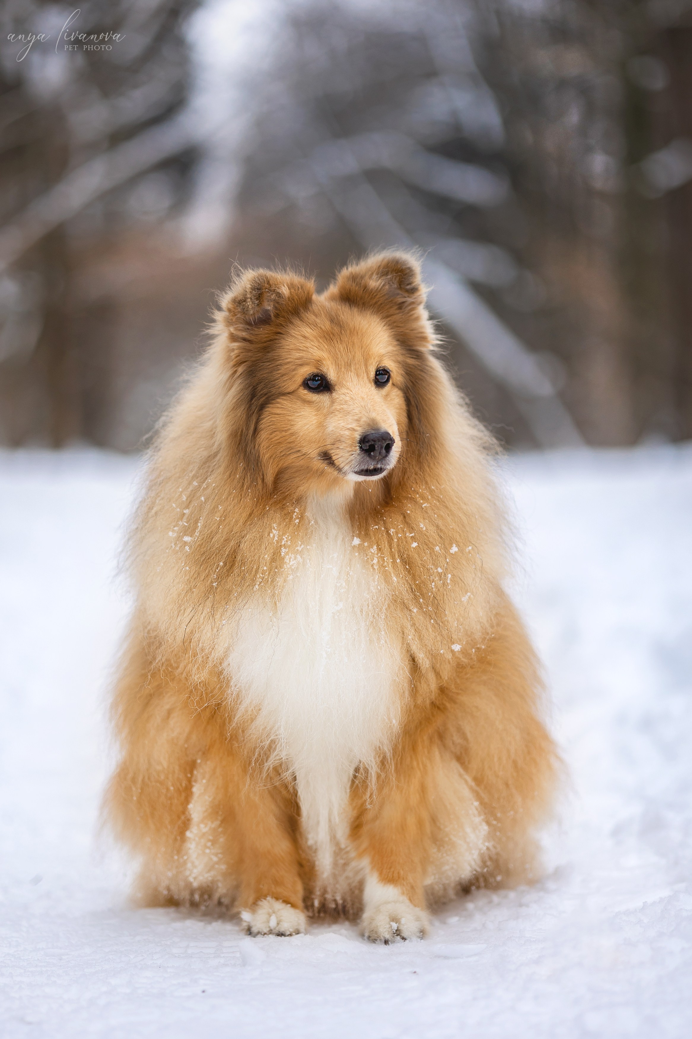 Скиф. Фотограф анималист Аня Ливанова | Рыбинск