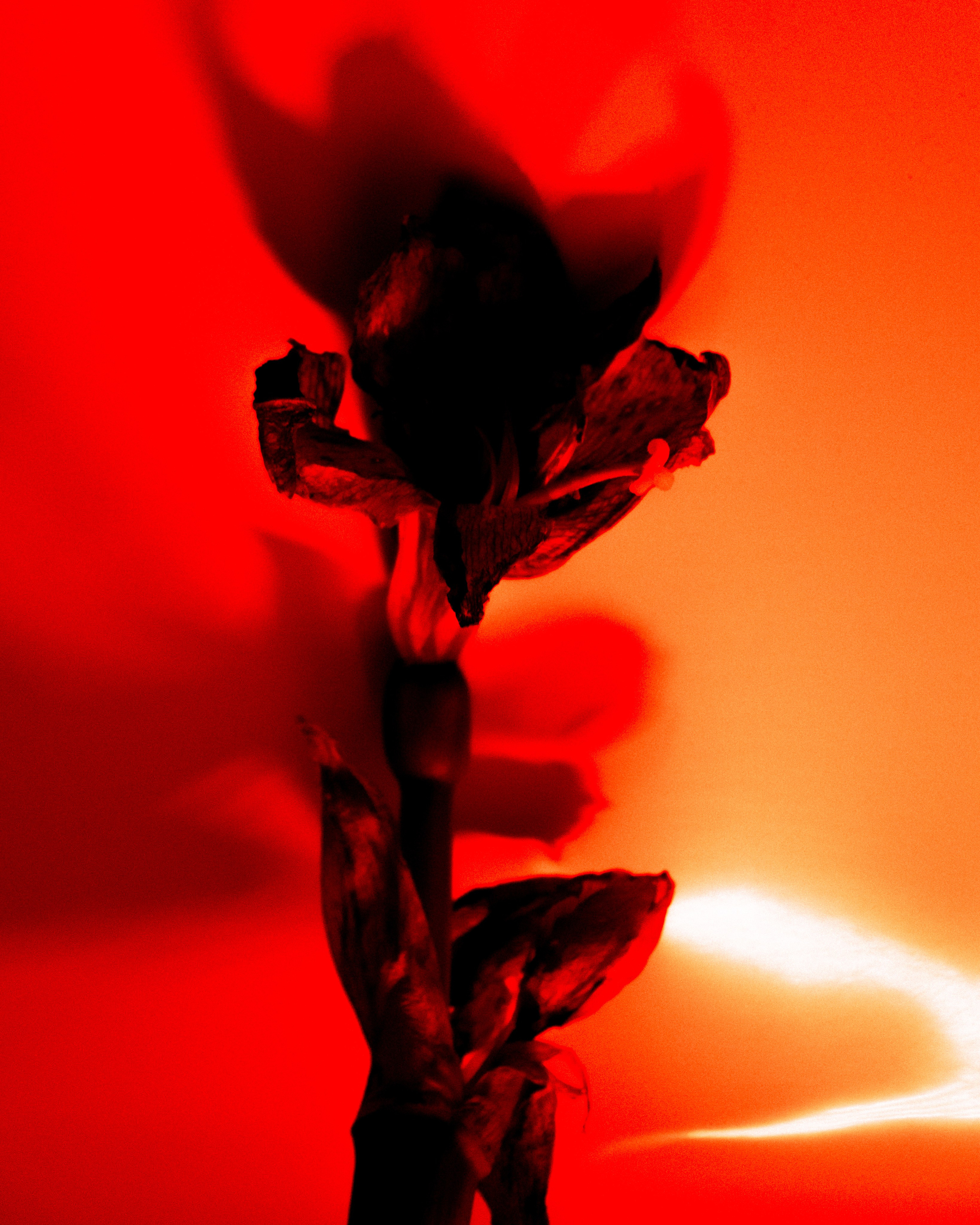 Flowers. Коммерческий и fashion-фотограф в Санкт-Петербурге Олеся Поле