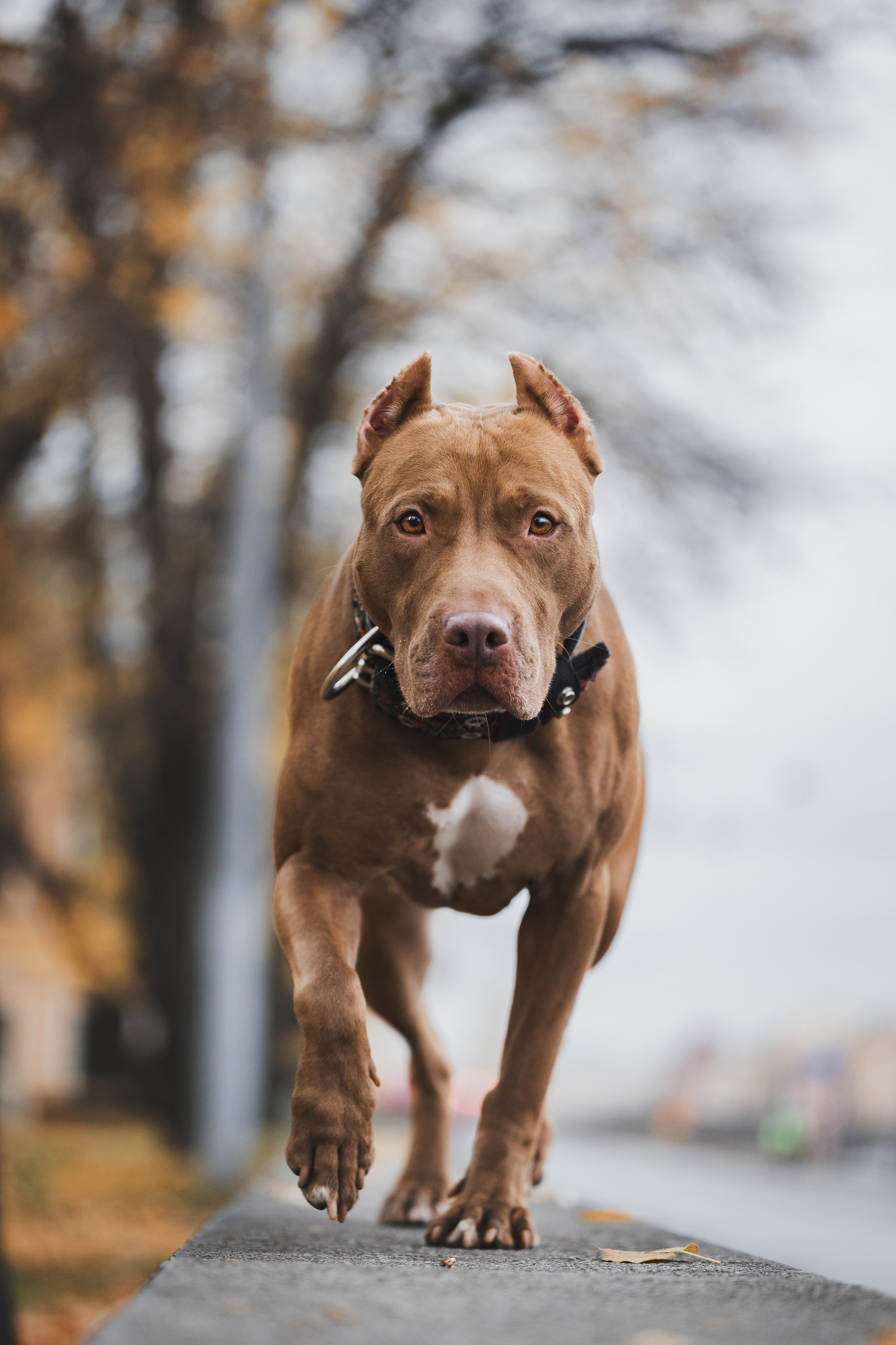 Фотопрогулки. Фотограф для людей и их питомцев Вика Шальнева