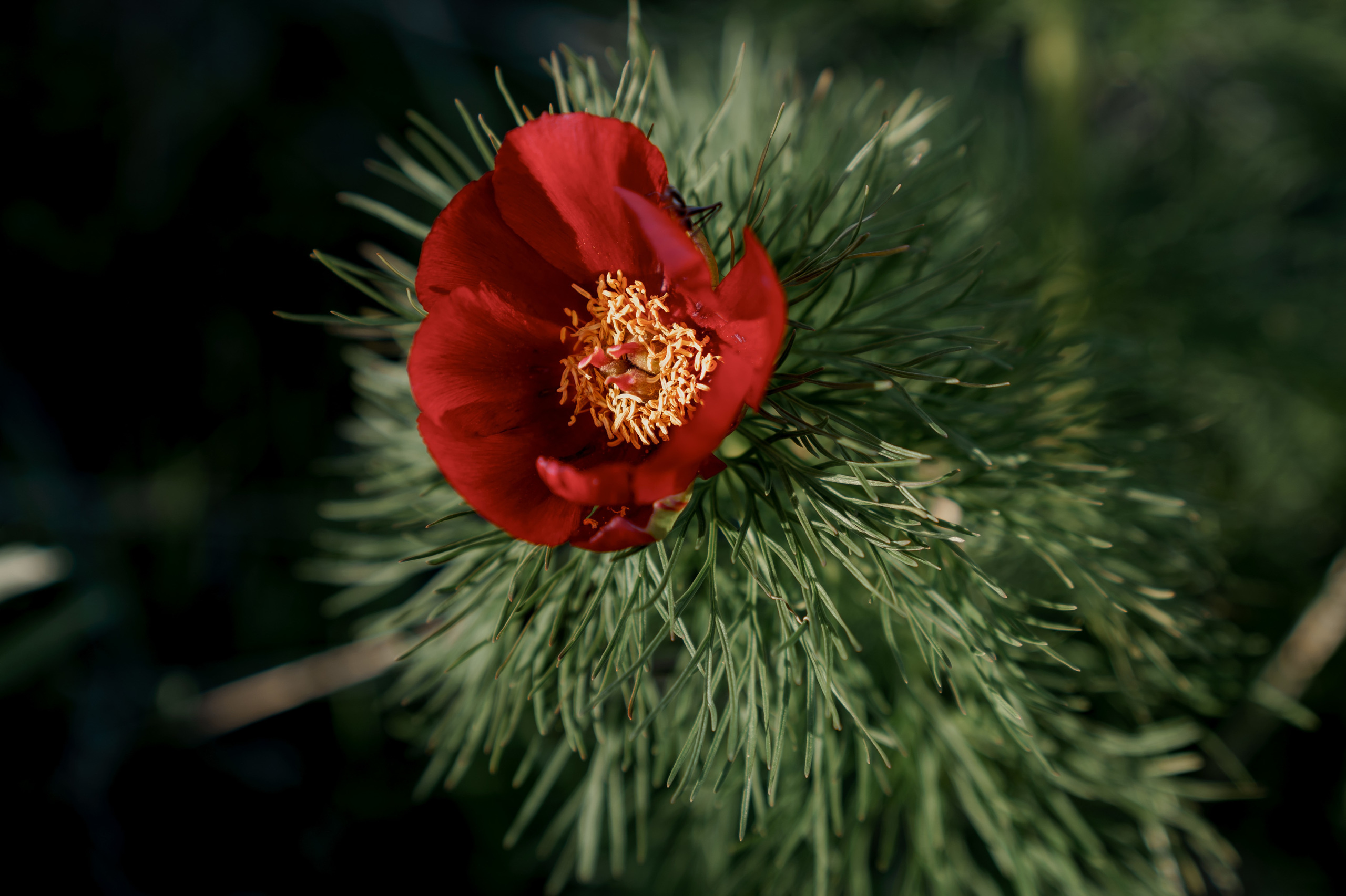 Wild Peonies. PhuQuoc photographer — Phu Quoc wedding photographer