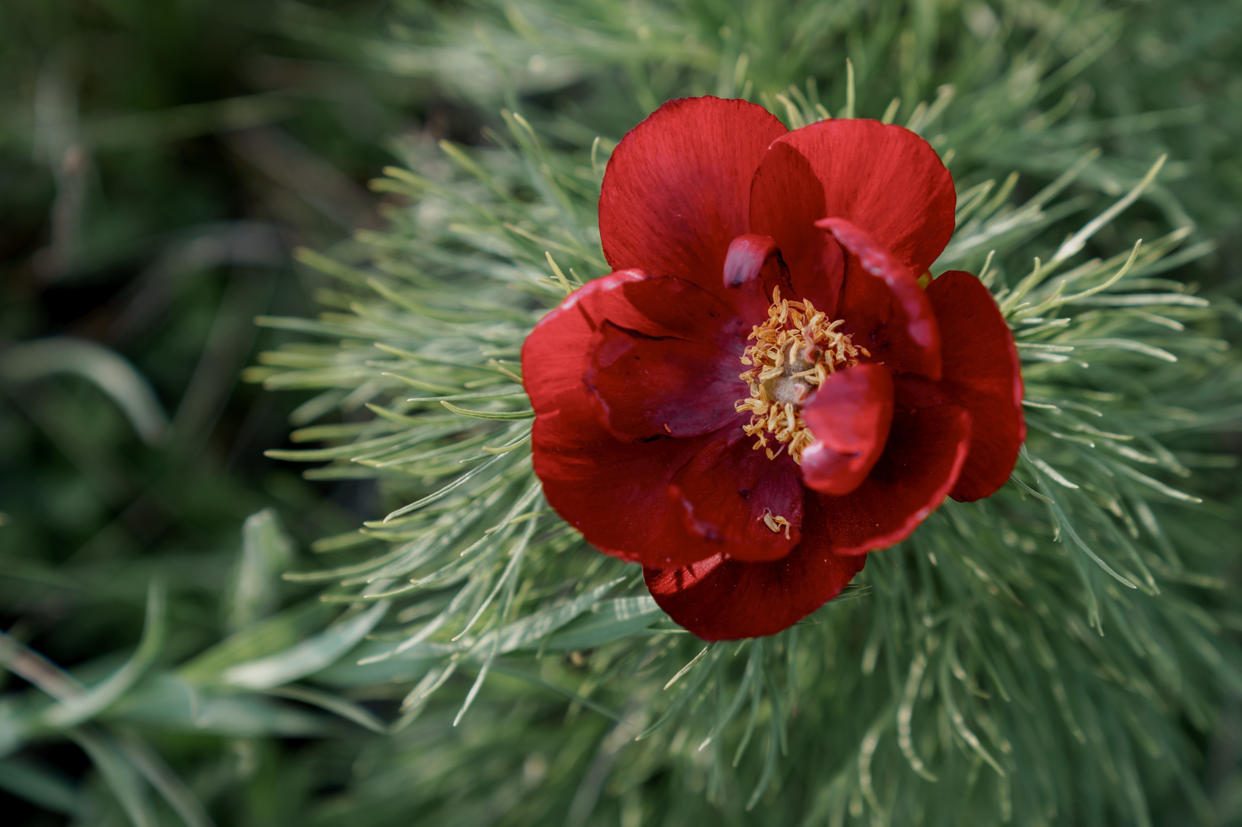 Wild Peonies. PhuQuoc photographer — Phu Quoc wedding photographer