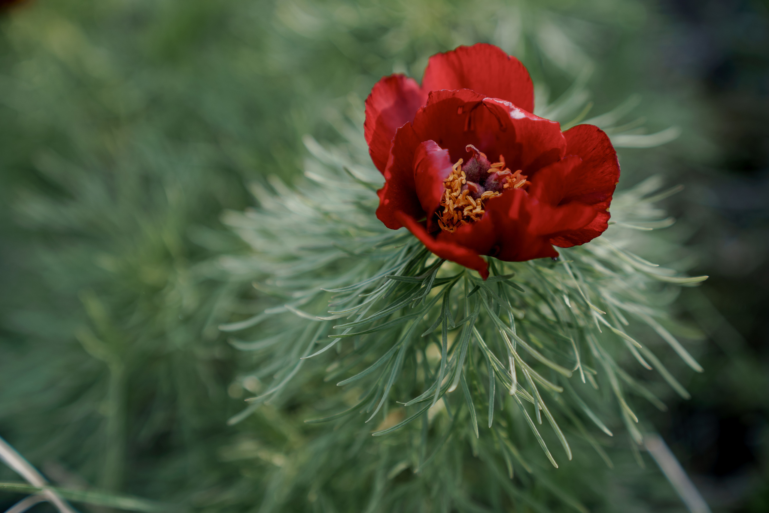 Wild Peonies. PhuQuoc photographer — Phu Quoc wedding photographer