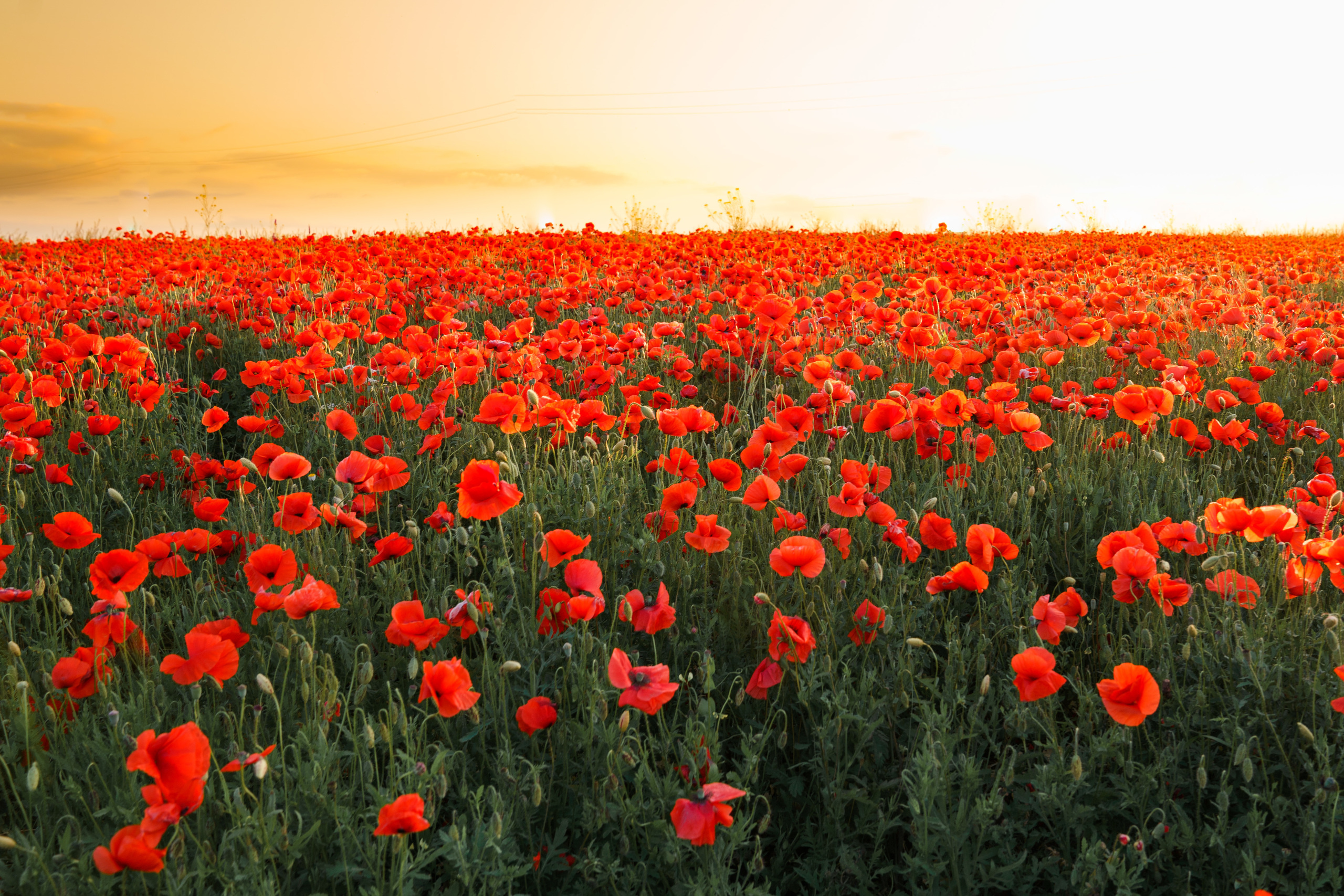 Poppies. PhuQuoc photographer — Phu Quoc wedding photographer