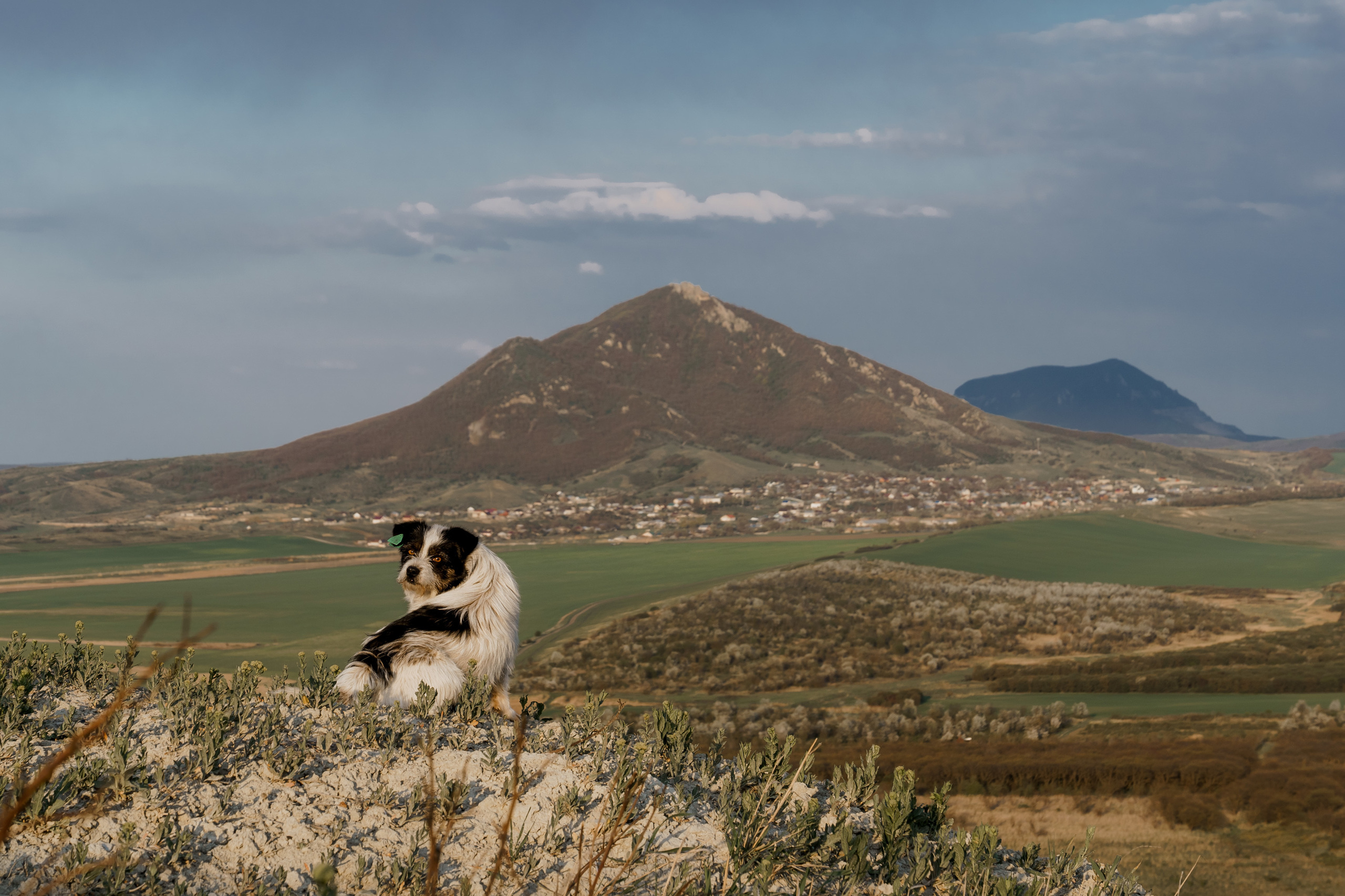 Wild Peonies. PhuQuoc photographer — Phu Quoc wedding photographer
