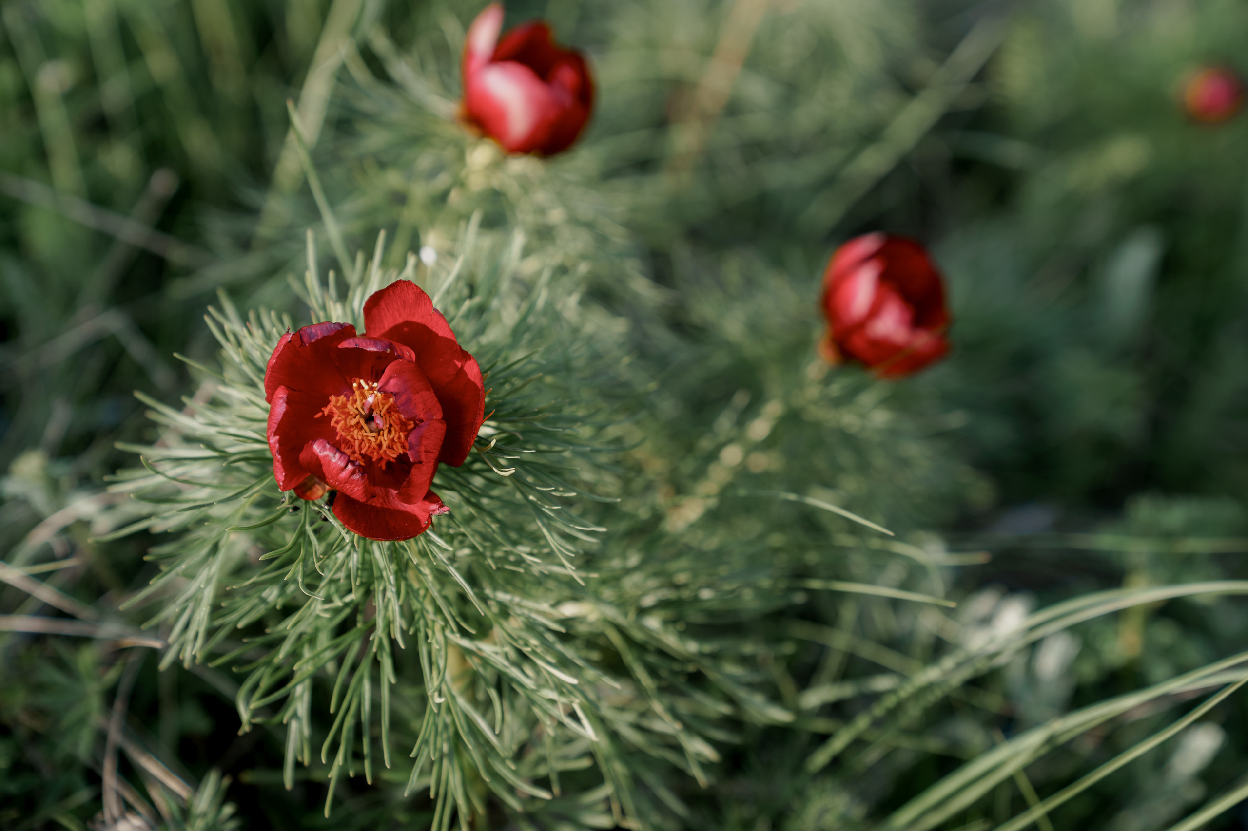 Wild Peonies. PhuQuoc photographer — Phu Quoc wedding photographer