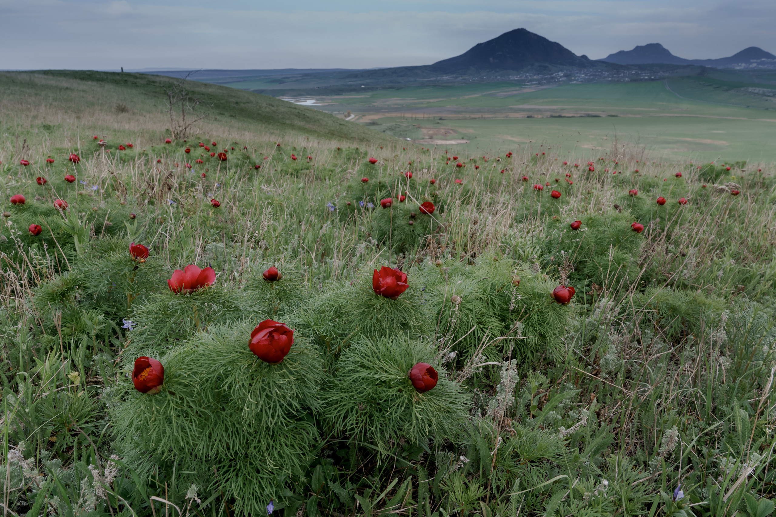 Wild Peonies. PhuQuoc photographer — Phu Quoc wedding photographer