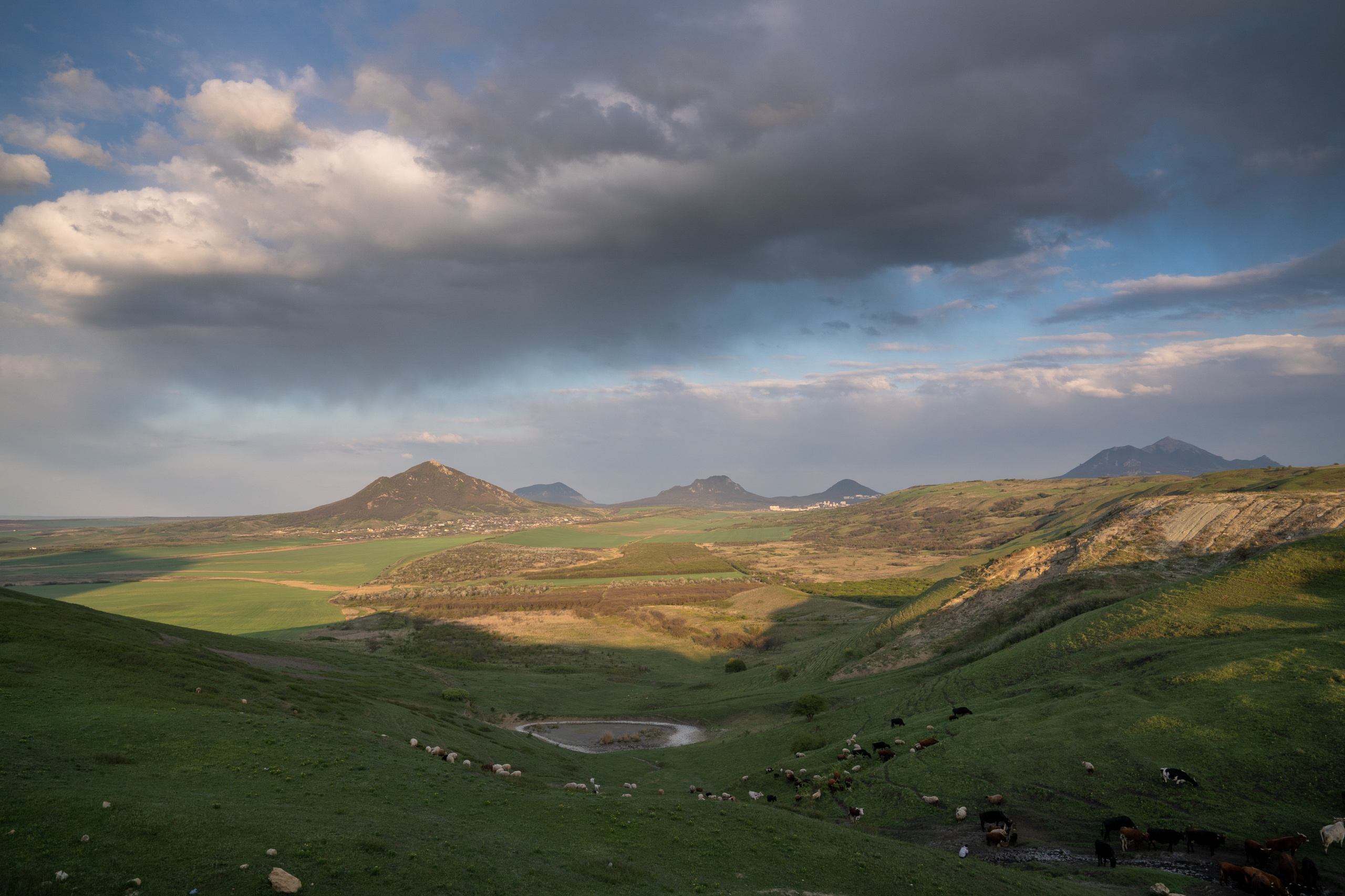 Wild Peonies. PhuQuoc photographer — Phu Quoc wedding photographer
