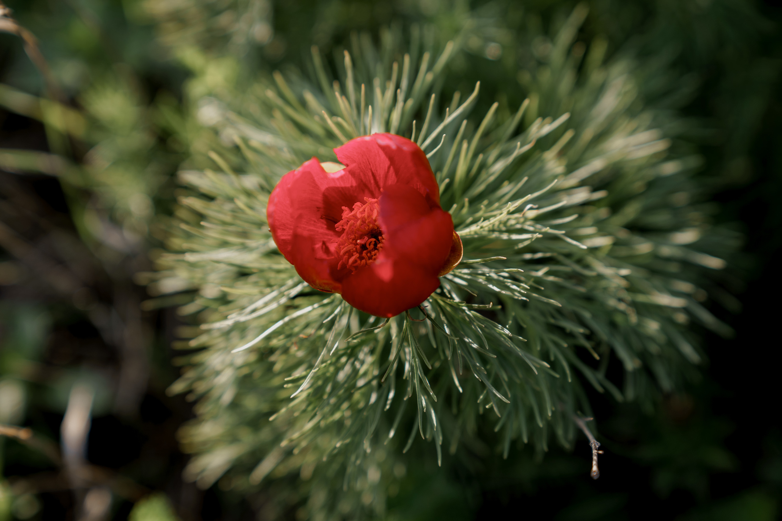 Wild Peonies. PhuQuoc photographer — Phu Quoc wedding photographer