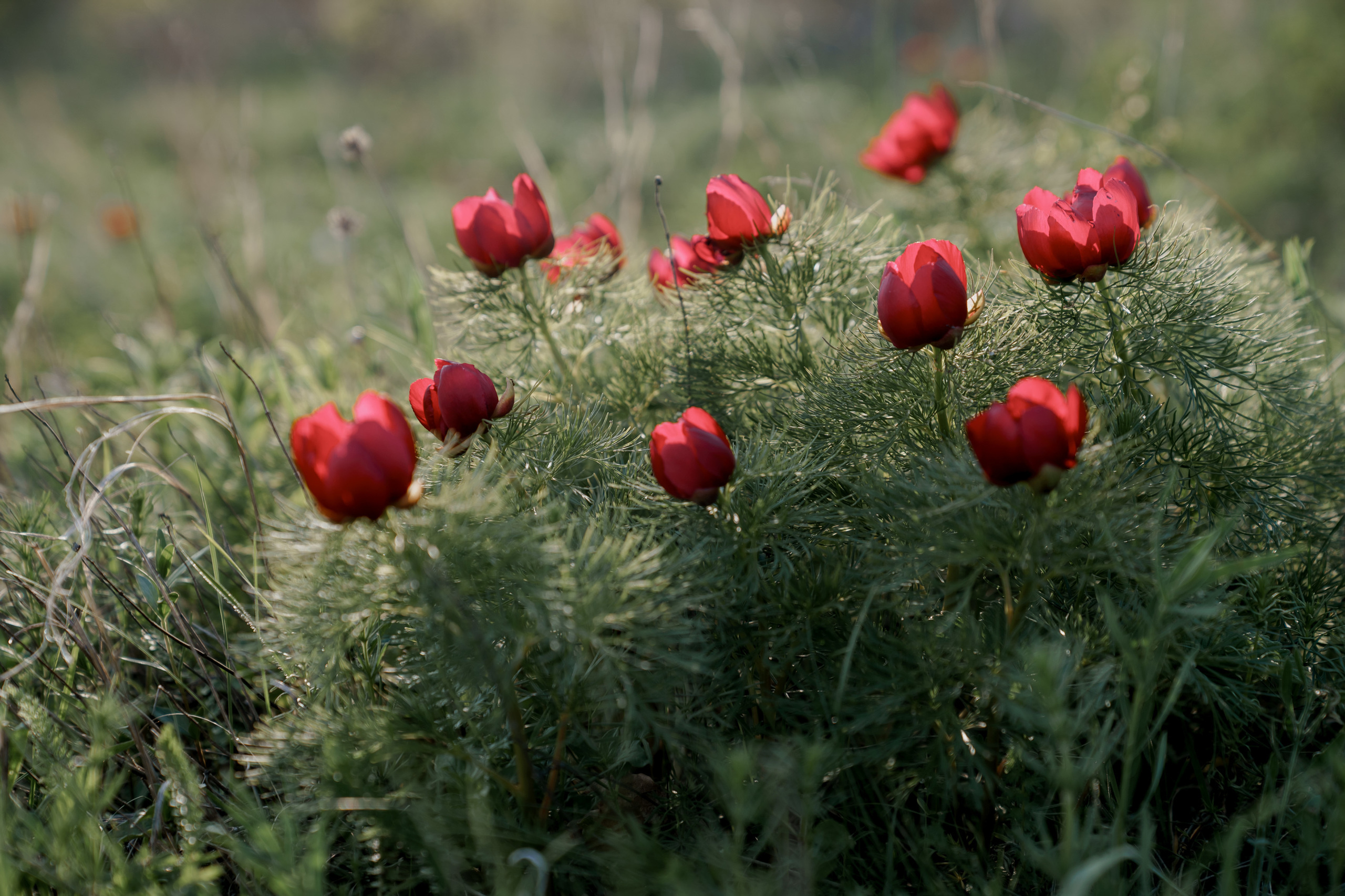Wild Peonies. PhuQuoc photographer — Phu Quoc wedding photographer