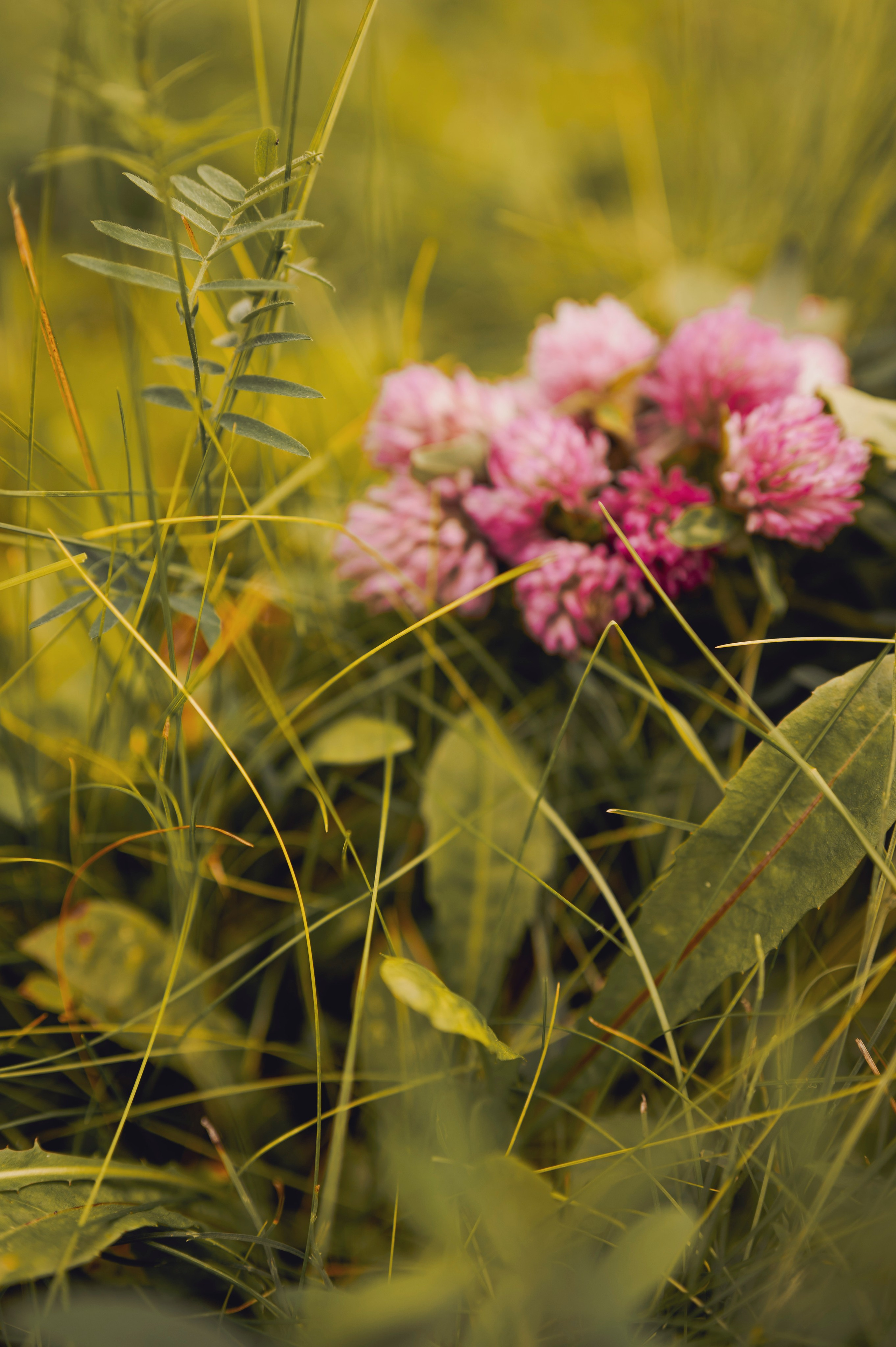 Осень во всей красе. Анна Боровикова, фотограф Пушкино