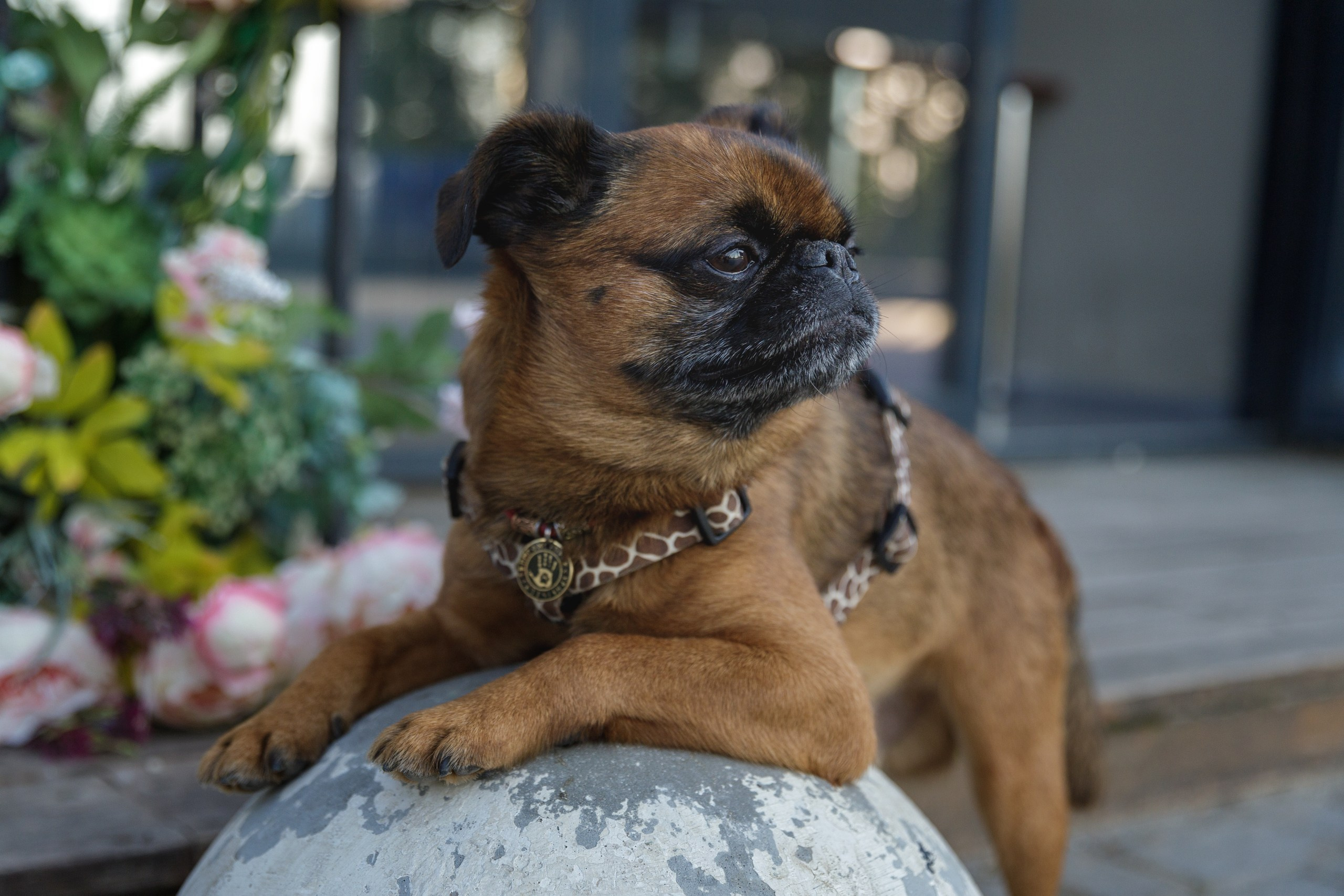 Маша и Арки. Фотограф-анималист в Калуге Мария Шерскова