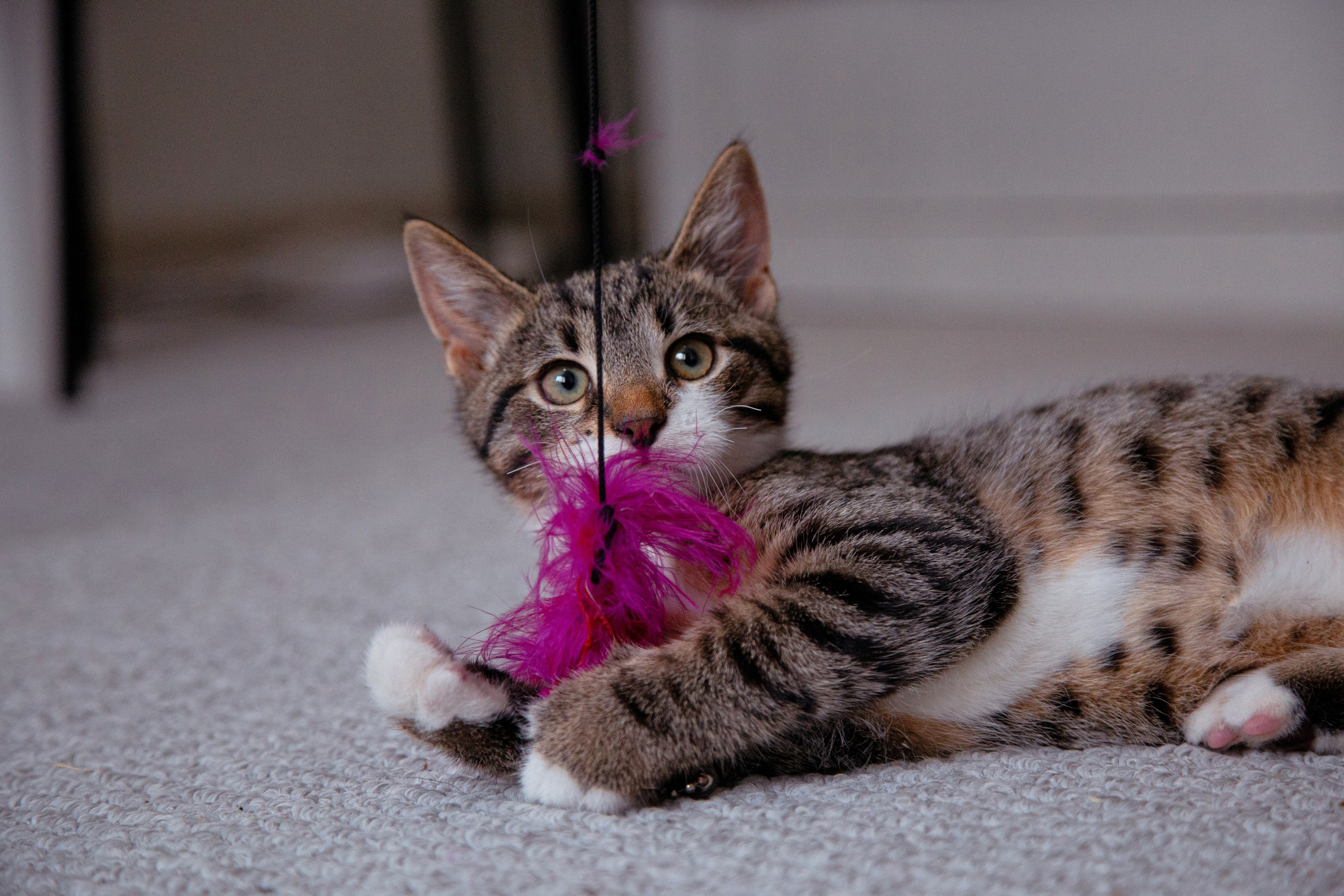 Съемка животных. Фотограф-режиссёр Майя | Москва