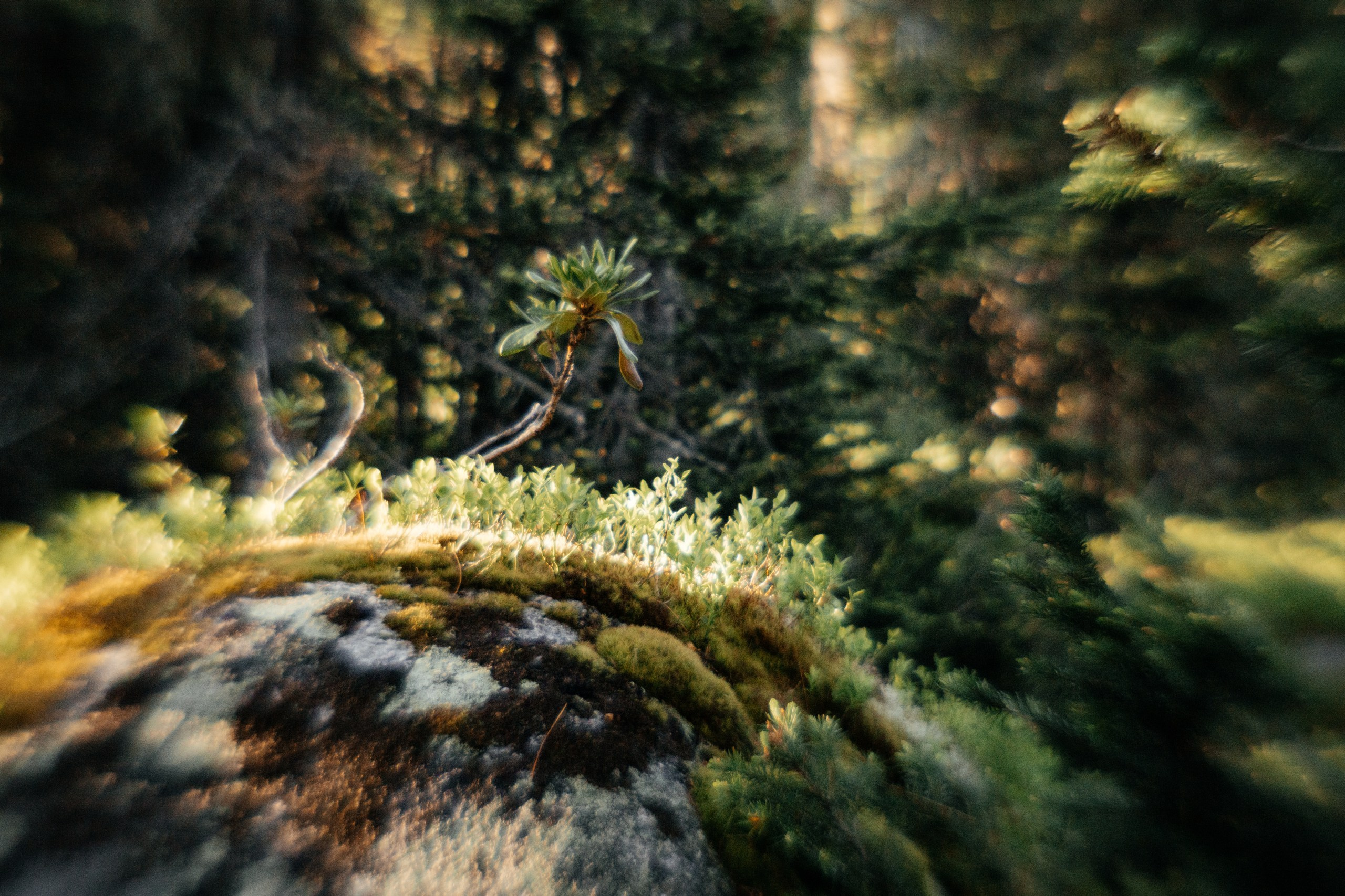 Ловец снов. Фотограф в Красноярске Оксана Корчагина