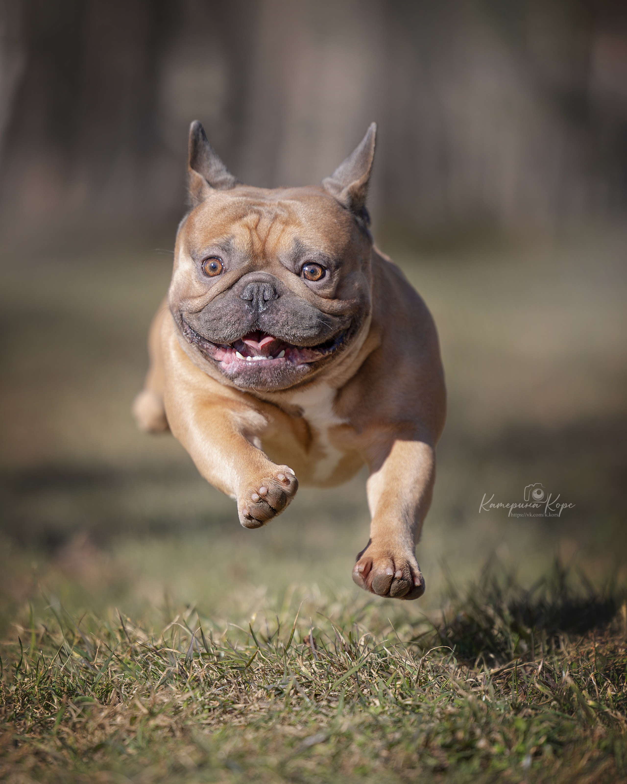 Французский бульдог Тайсон. Главная