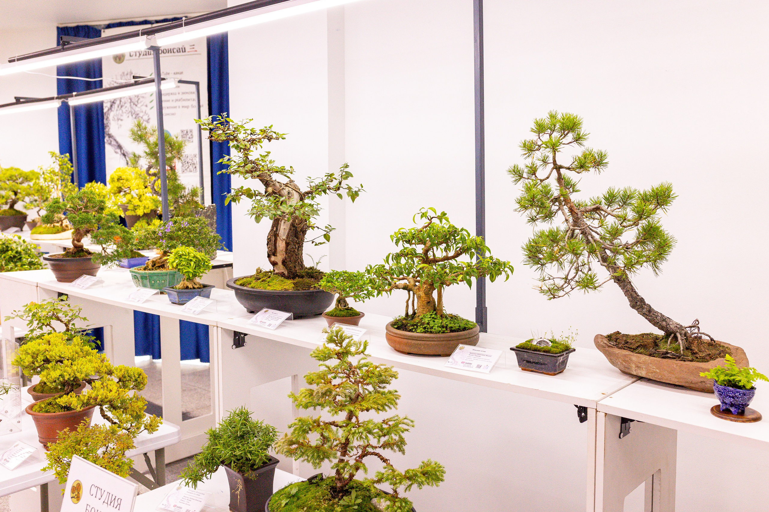 Орхидиум сентябрь 2025. Александра Куликова фотограф, Москва