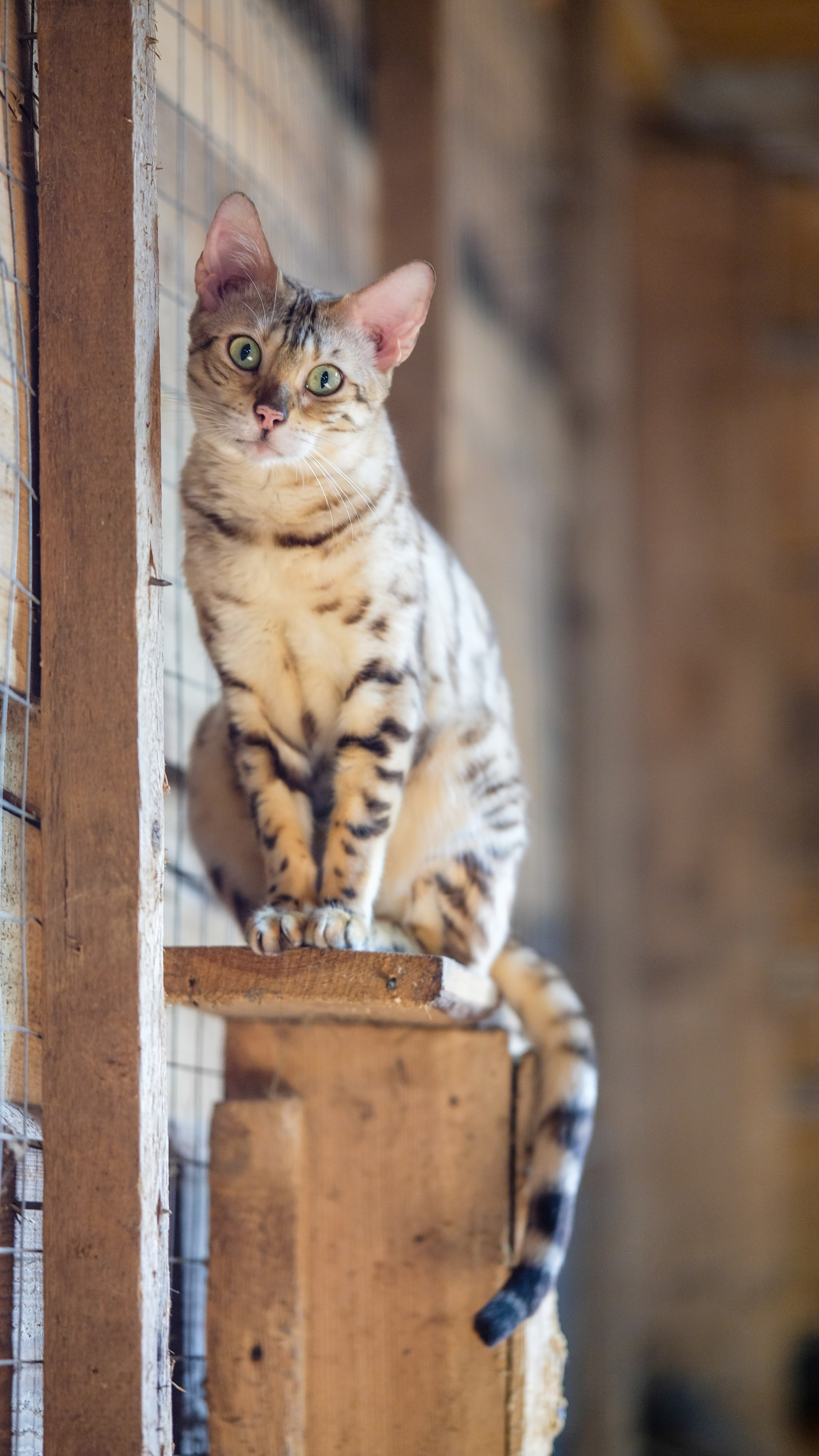 Животные и птицы. KRUTOVA_фотографирую жизнь