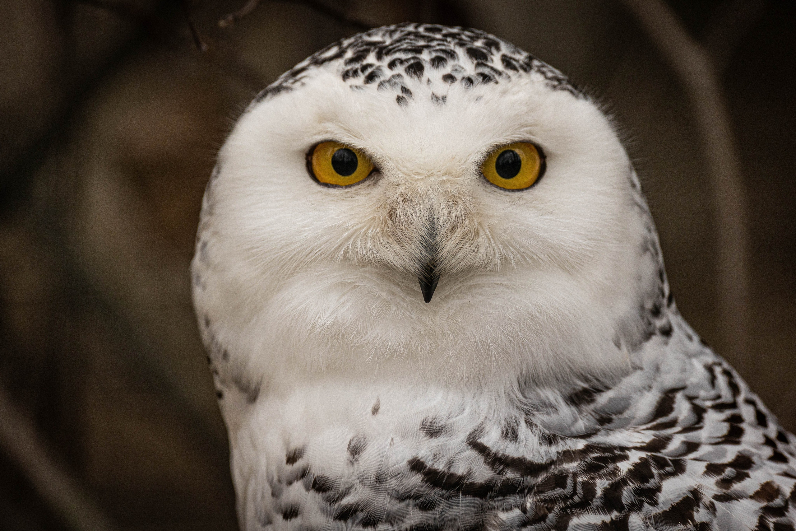 Парк Малинки 2026. Фотограф-АниМалист Анна Абрамова