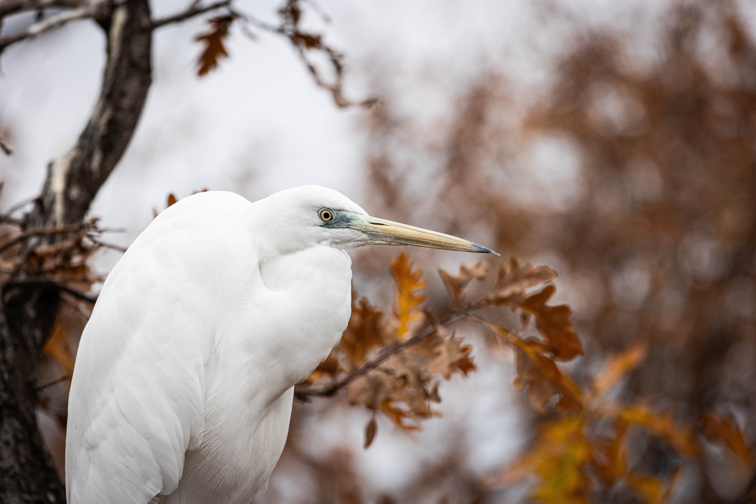 Зоопарк Малинки. Фотограф-АниМалист Анна Абрамова