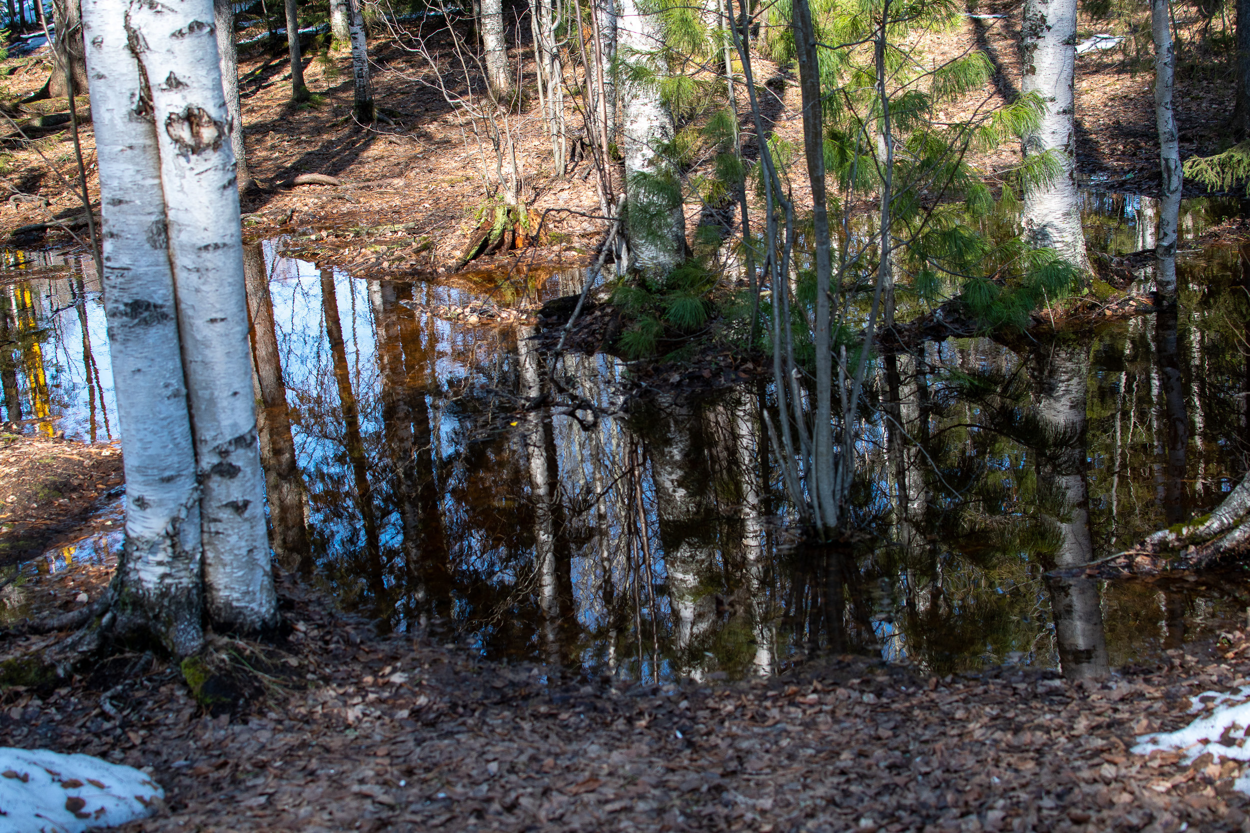 Наша природа. Ольга Злобина фотограф Пойковский, ХМАО