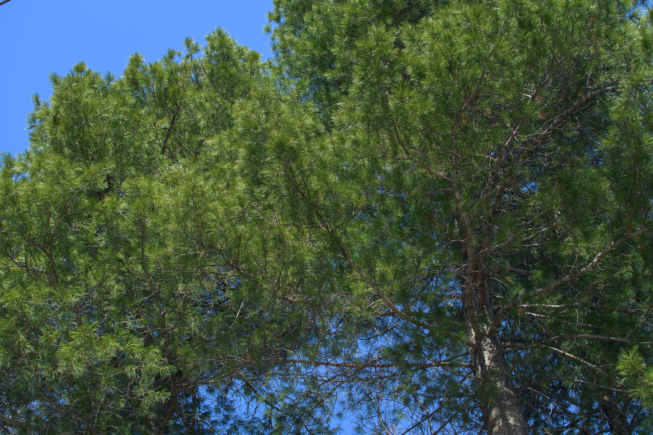 Наша природа. Ольга Злобина фотограф Пойковский, ХМАО