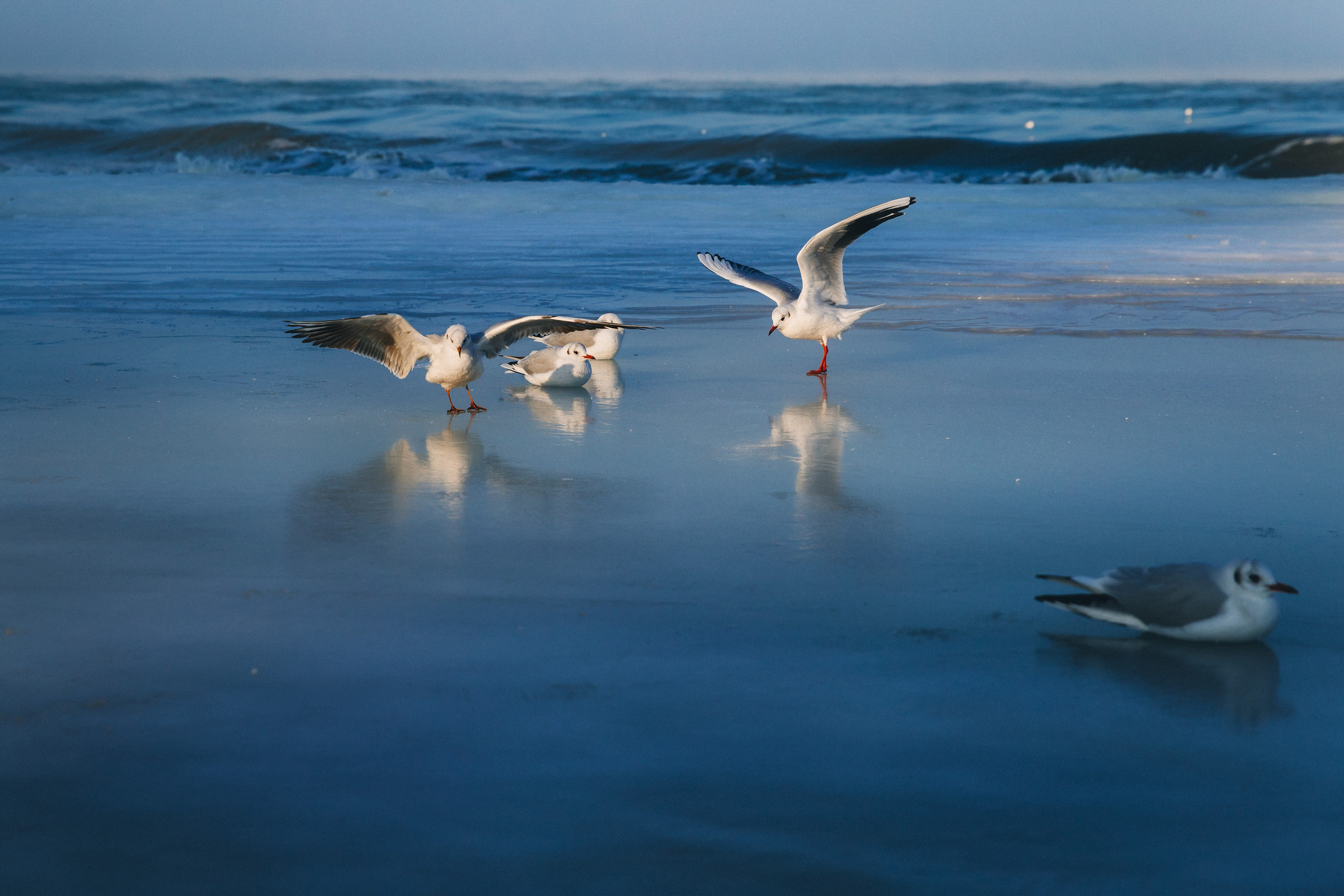 Море + ветер + чайки = Балтика. Фотограф Зеленоградск Красильникова Елена