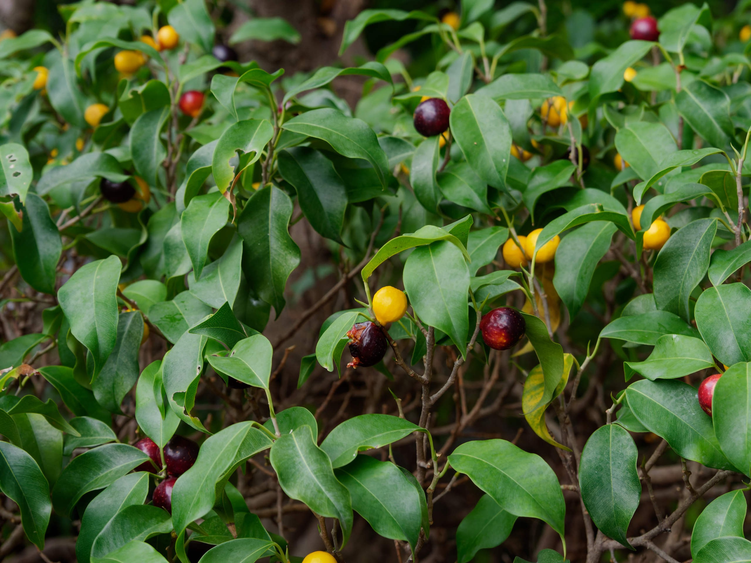 Нячанг 2025 (4). Избранные фотографии