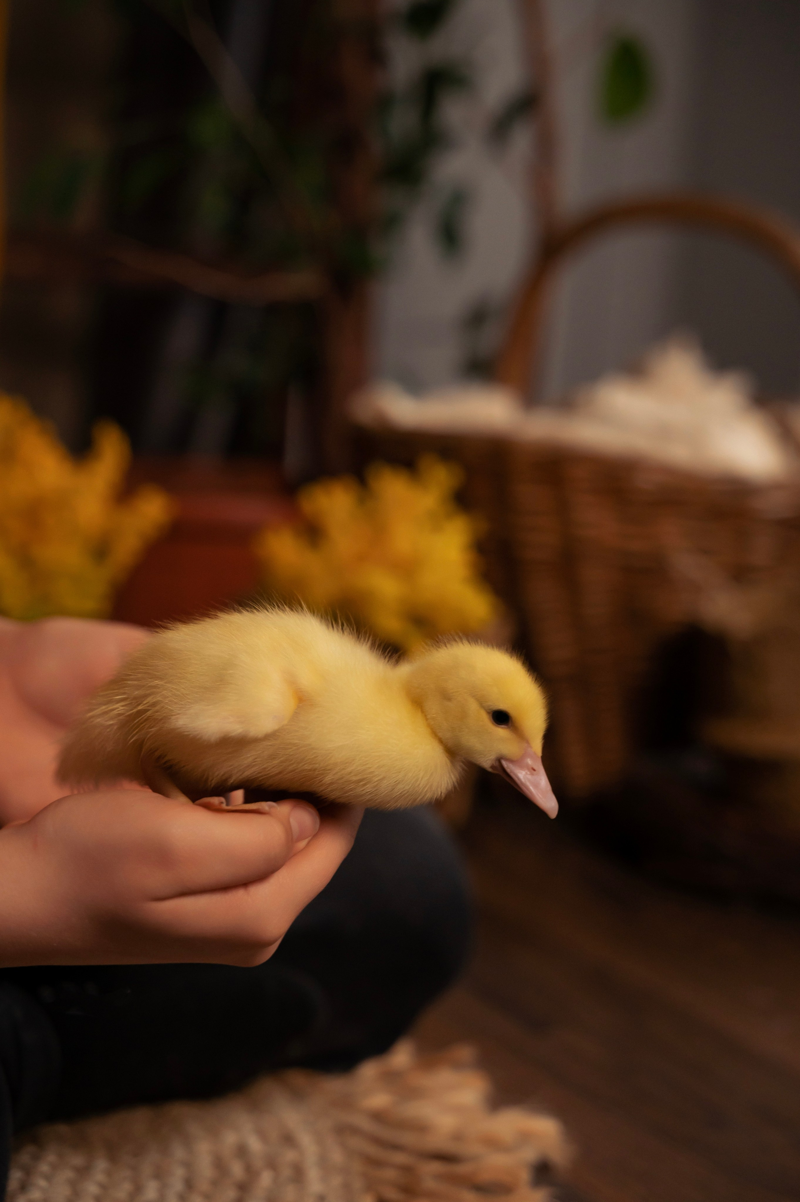 Купание утят. Елена Задорина